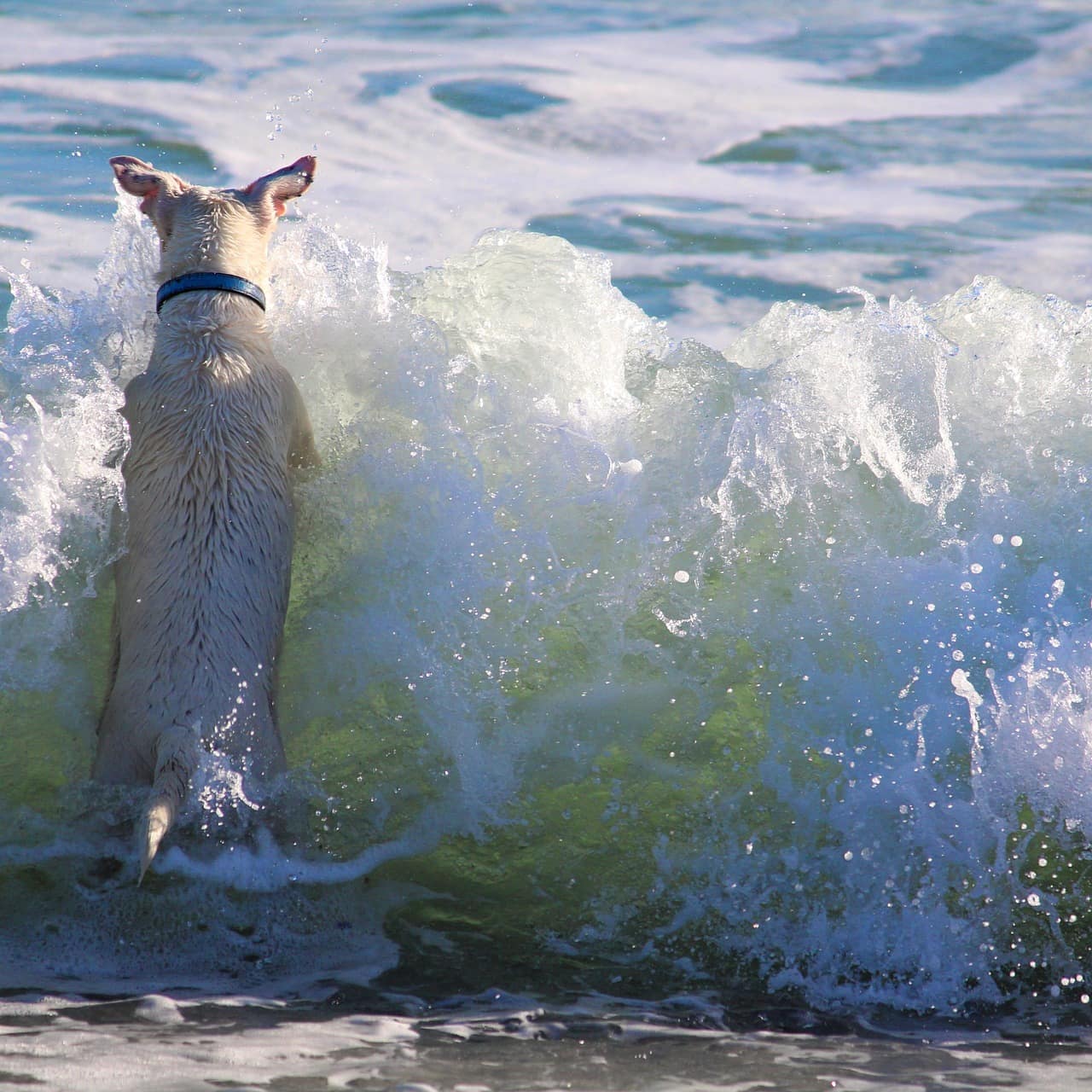 Ein Hund spielt in den Wellen