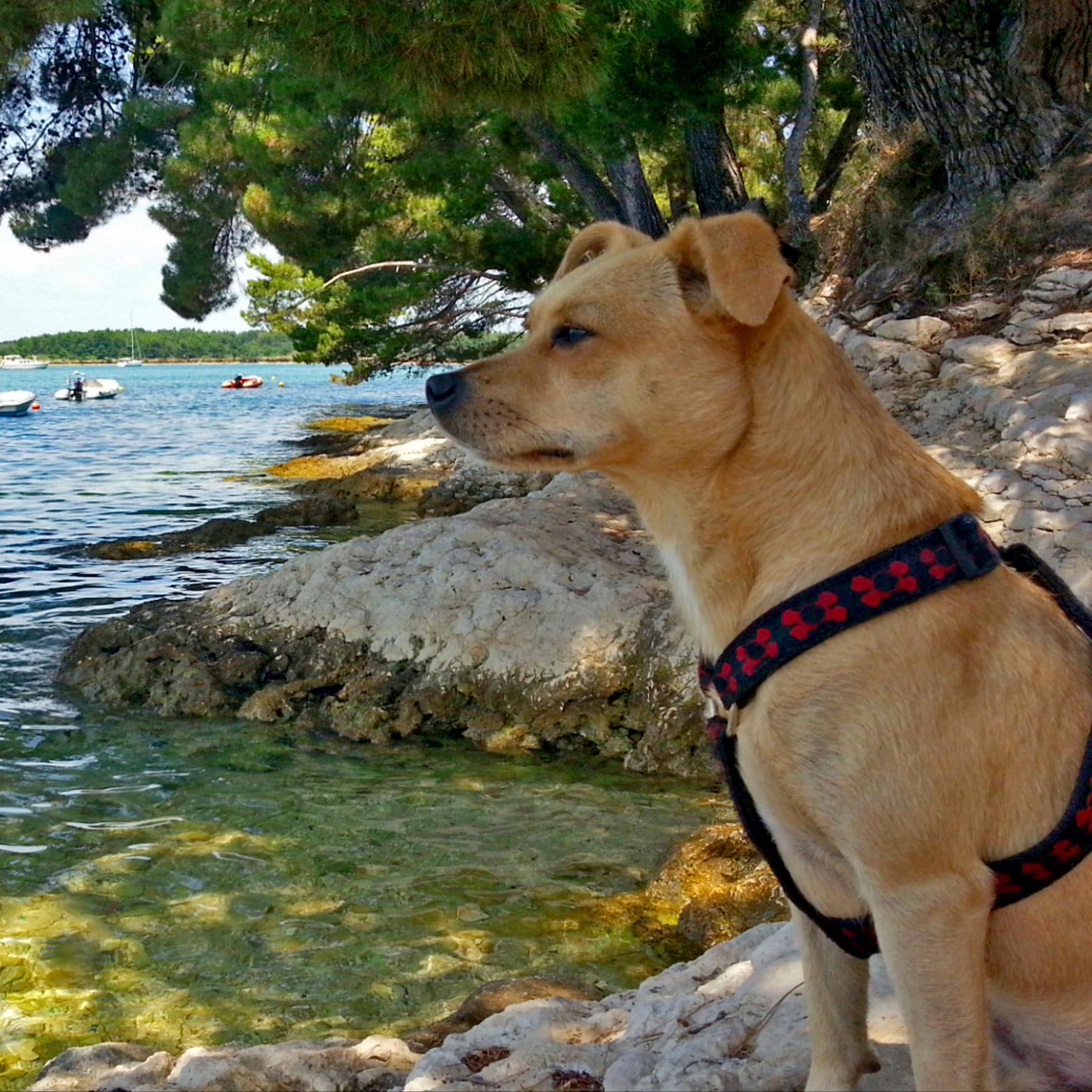 Hund sitzt am steinigen Ufer und blickt aufs Meer, im Hintergrund Boote.