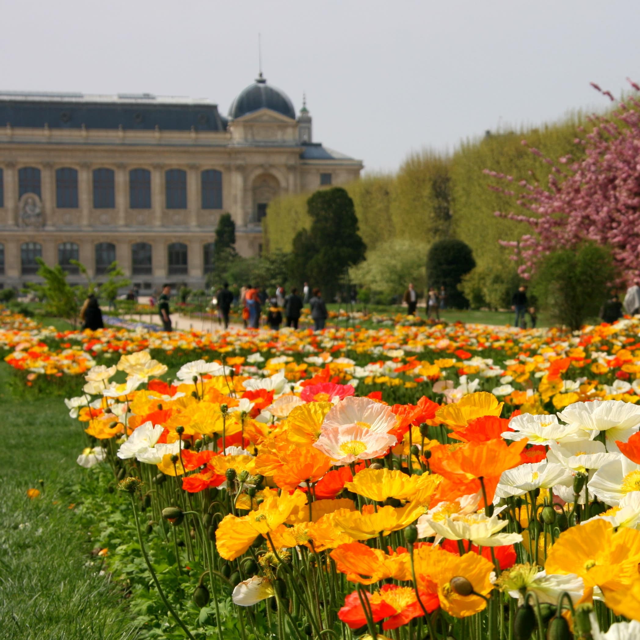 Blumen im Jardin des Plantes, im Hintergrund Erwachsene und Kinder.