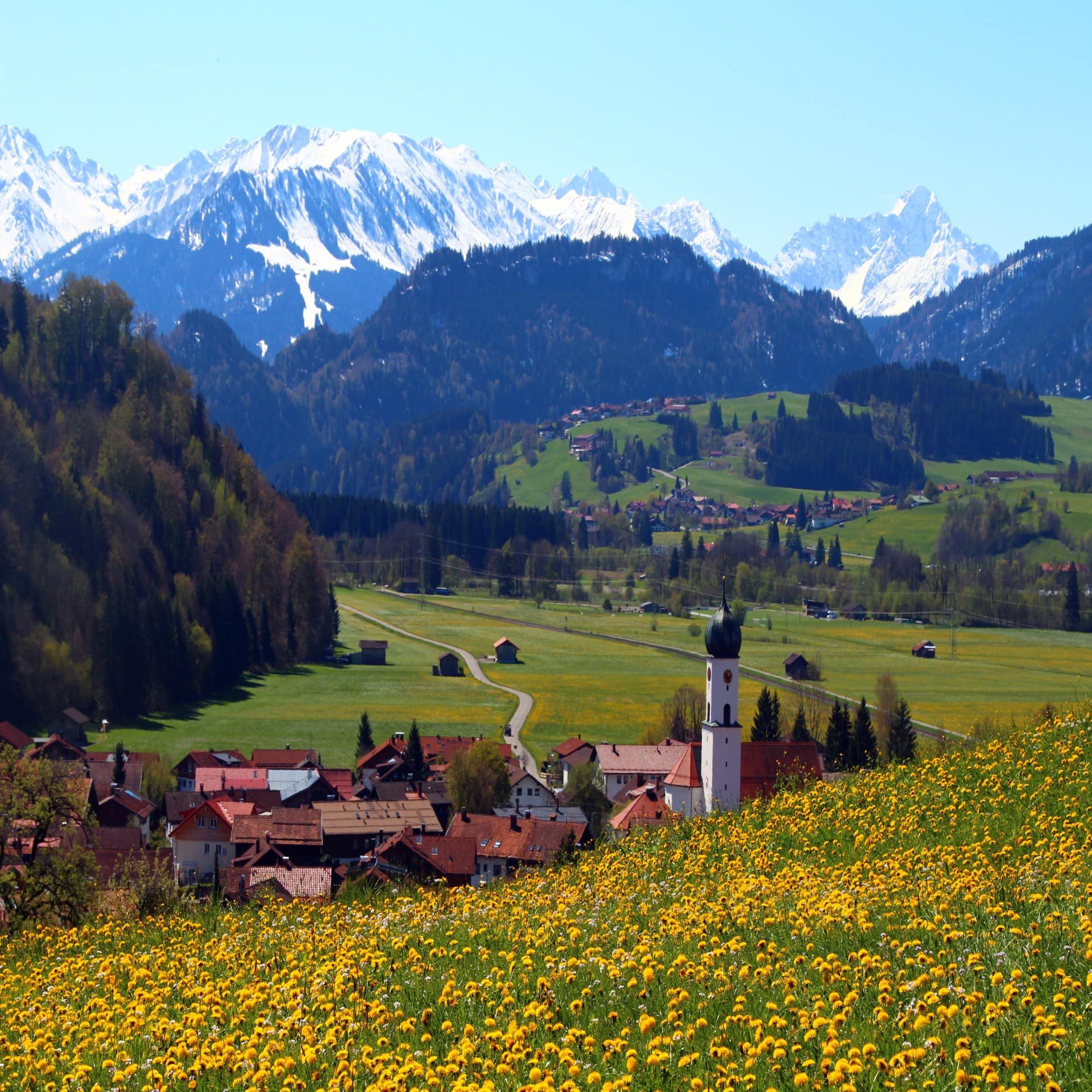 Eine blühende Löwenzahnwiese, dahinter ein Dorf die die Berge im Allgäu.