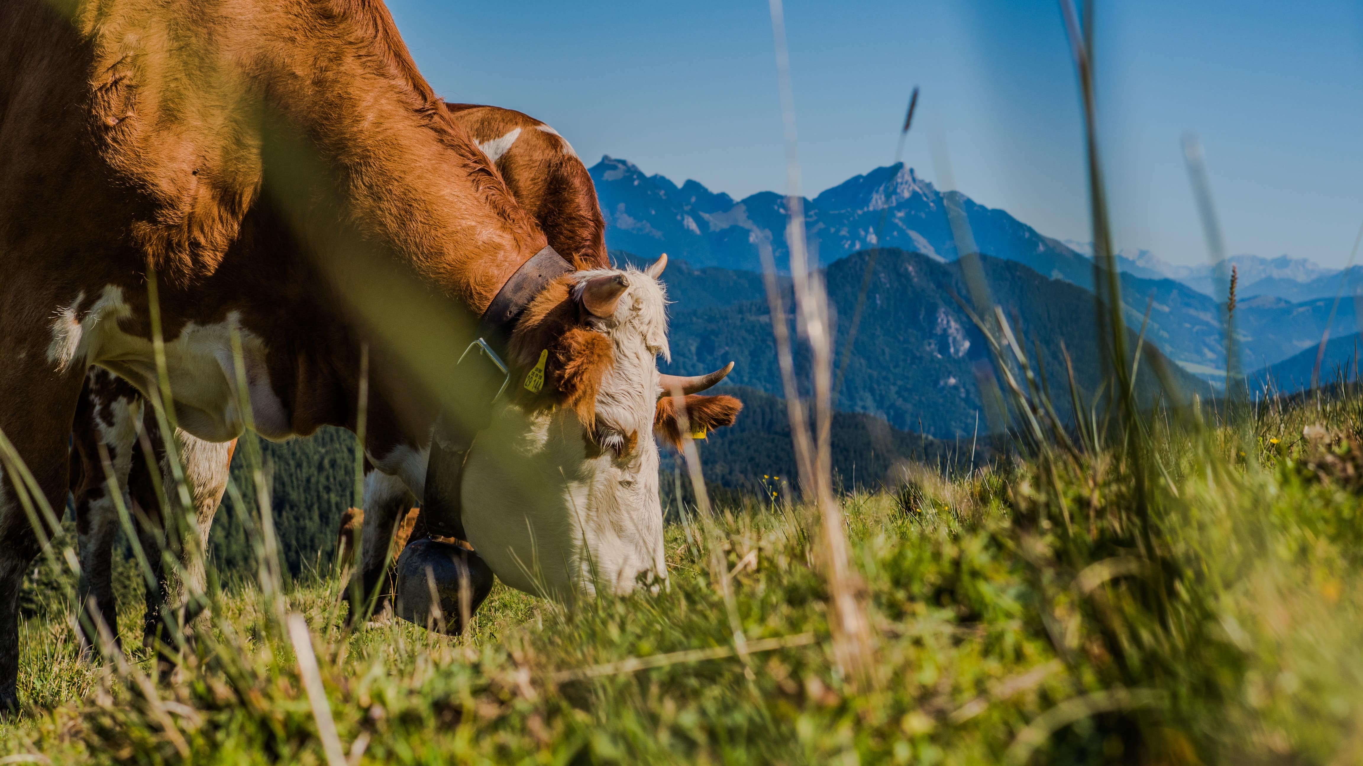 Natürlich und nachhaltig: Bauernhofurlaub im Allgäu