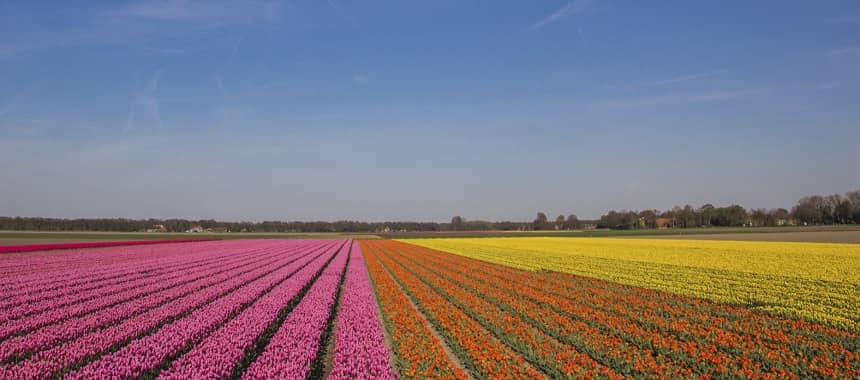 zur tulpenbluete nach holland - Tulpenfelder im Bollenstreek 5