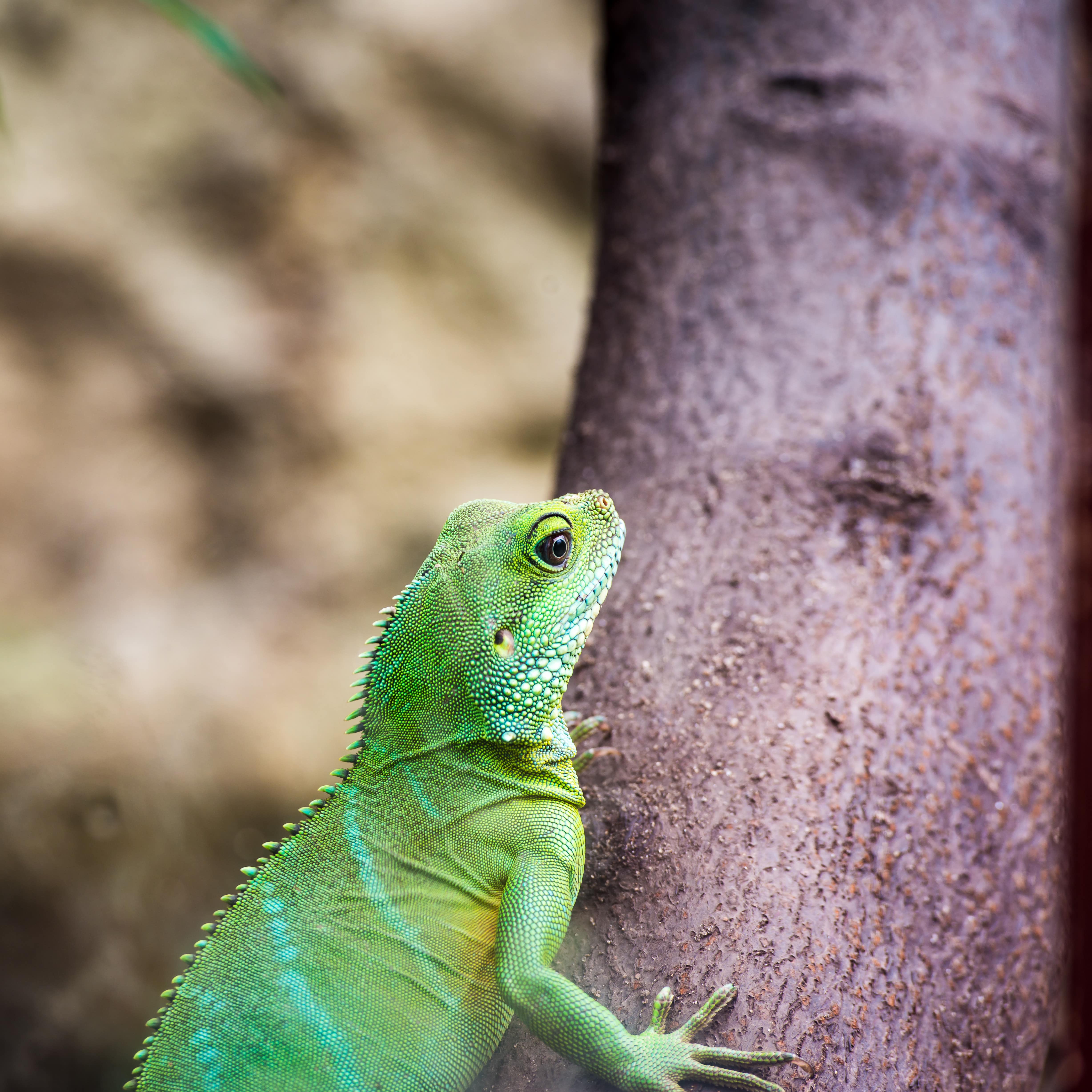 Eine grüne Eidechse mit hellblauen Streifen auf einem Baum.