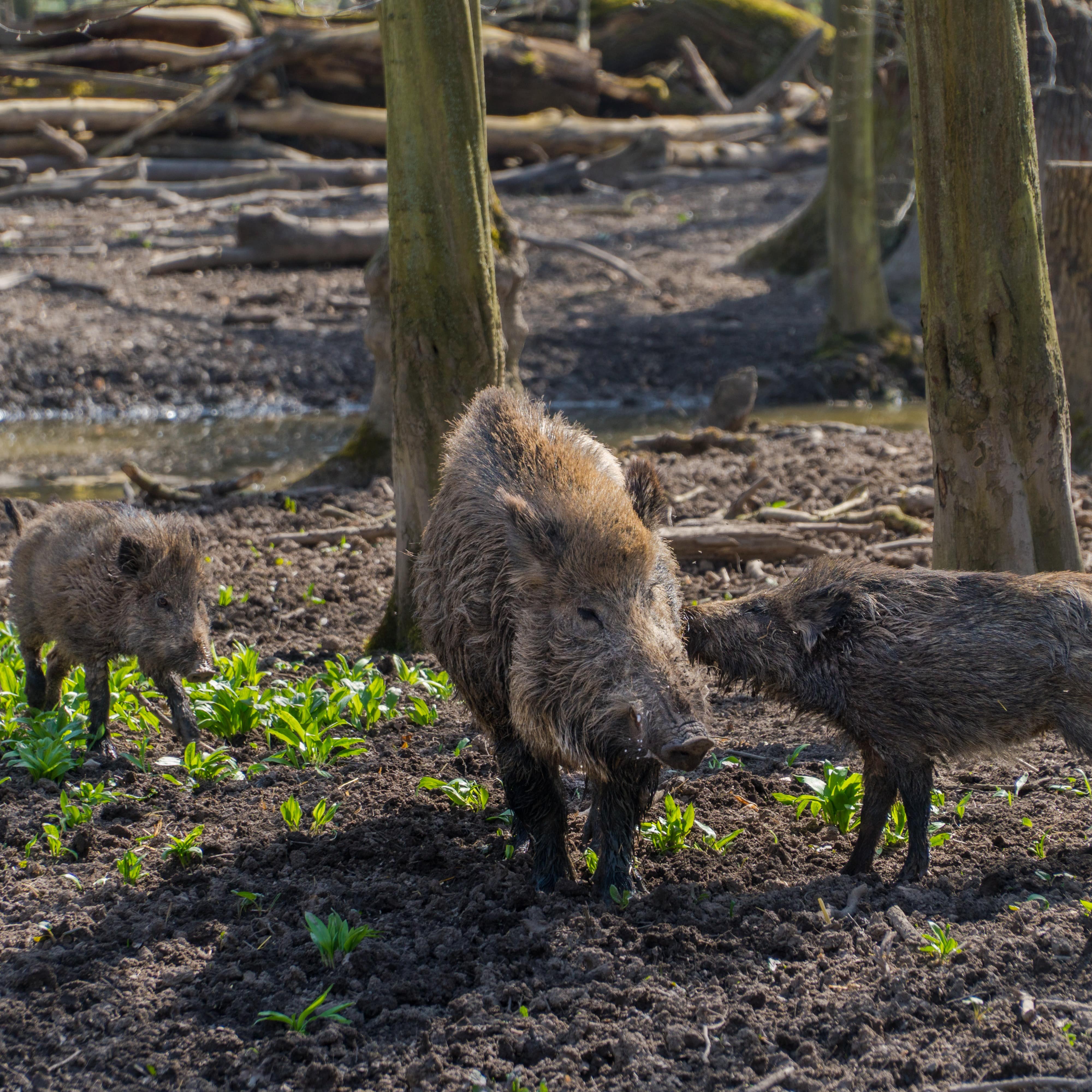 Wildschweinmutter und 2 Frischlinge im Matsch im Wildpark in Leipzig.
