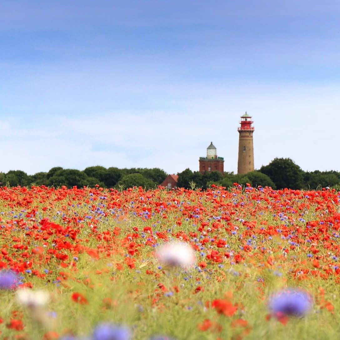 Blick über ein Mohnfeld auf einen Leuchtturm und ein Haus auf Rügen