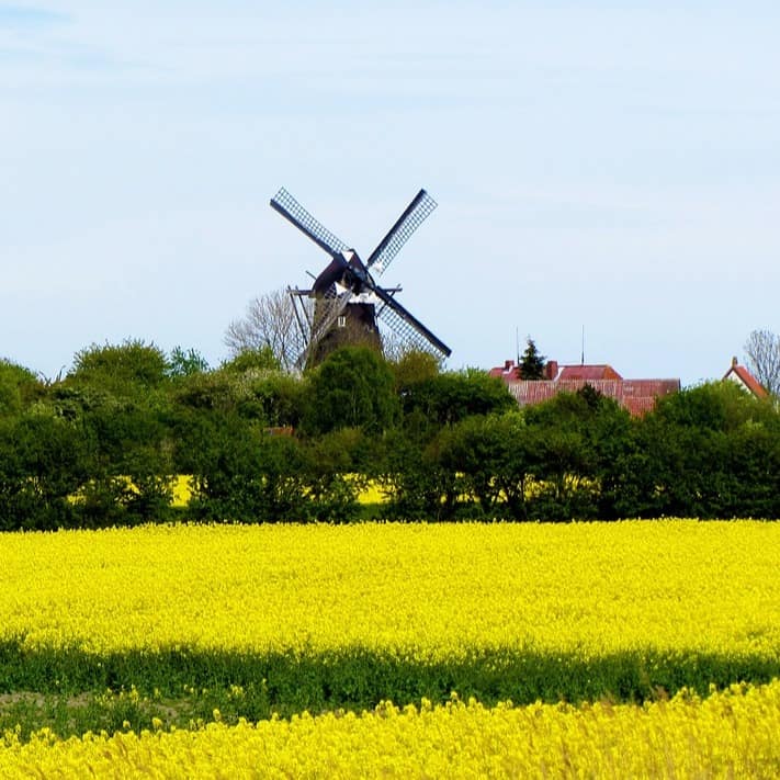 Eine Windmühle und Häuser auf Fehmarn umgeben von blühenden Rapsfeldern und Bäumen