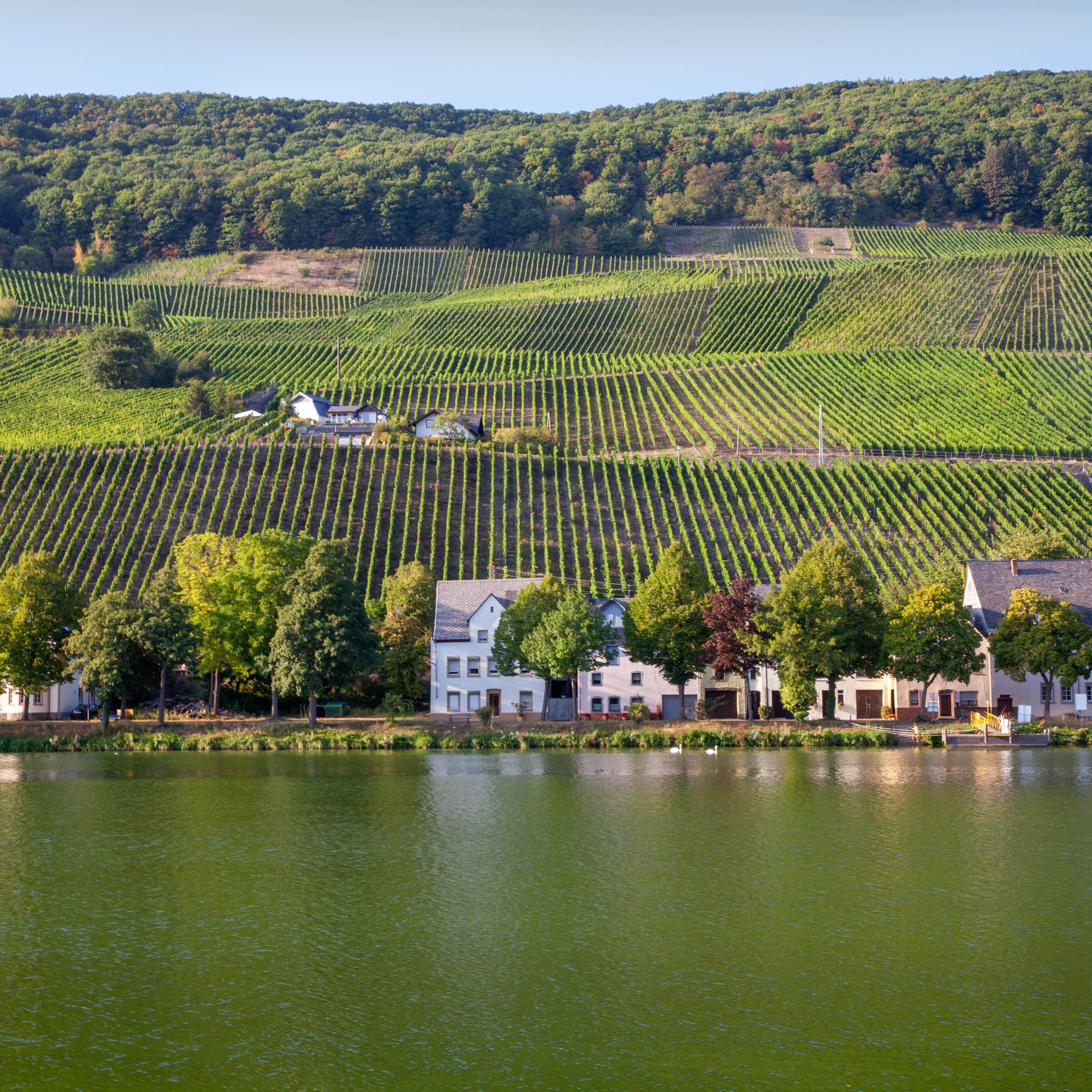 Blick über den Fluss, einiger Häuser stehen direkt am Ufer, dahinter Weinberge.