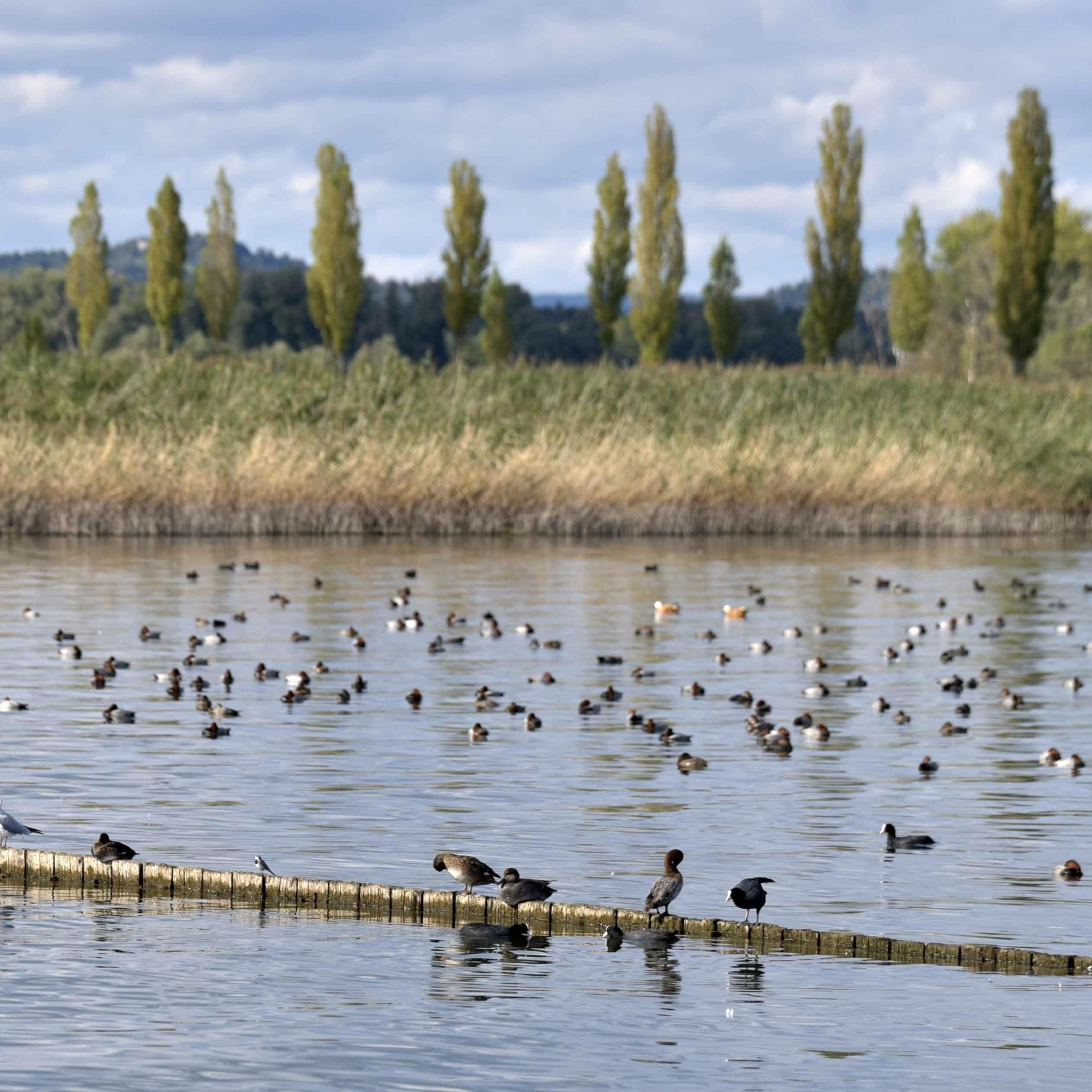 Zahlreiche Wasservögel im Wasser vor der Insel Mettnau.