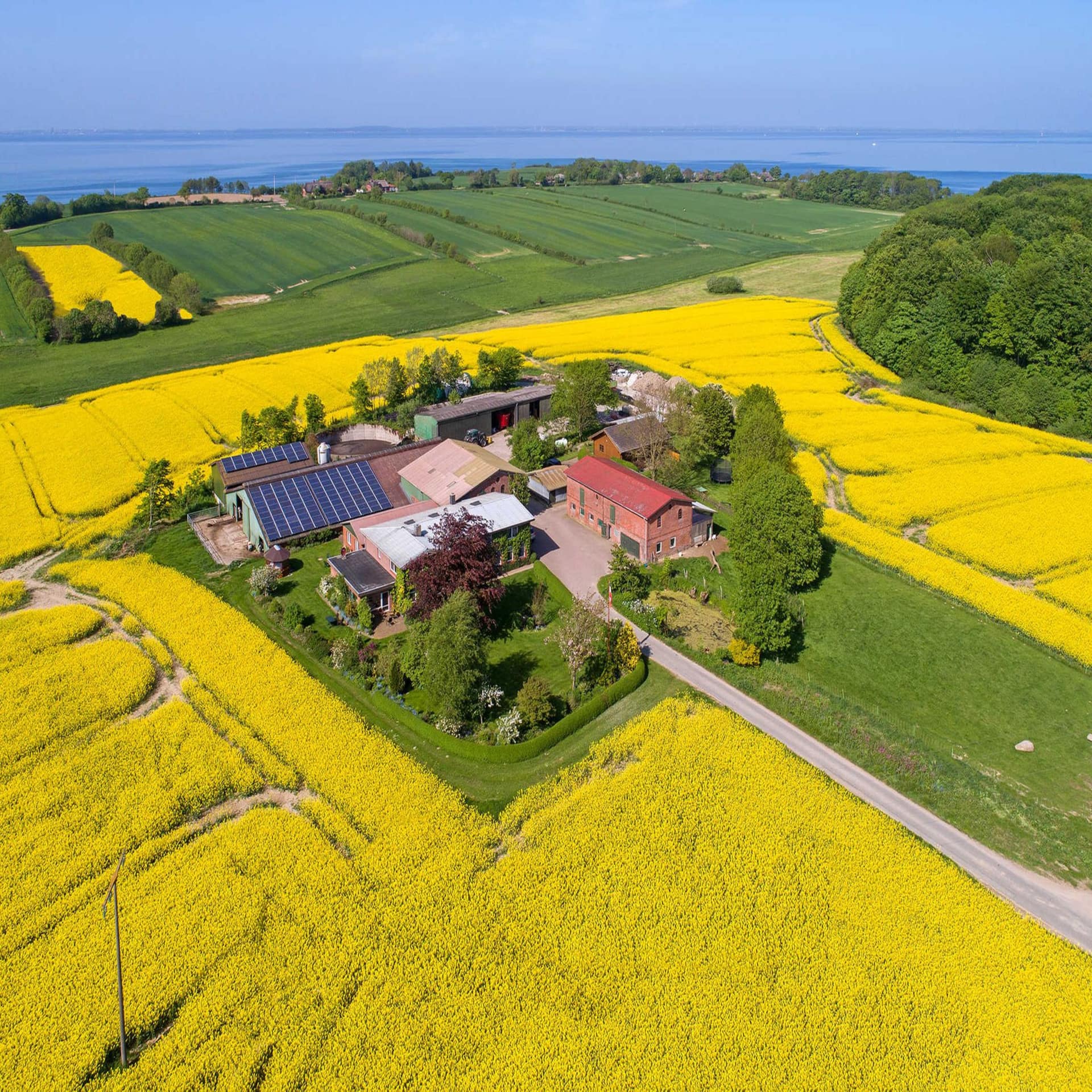 Blick von oben auf einen Bauernhof inmitten von blühenden Rapsfeldern.