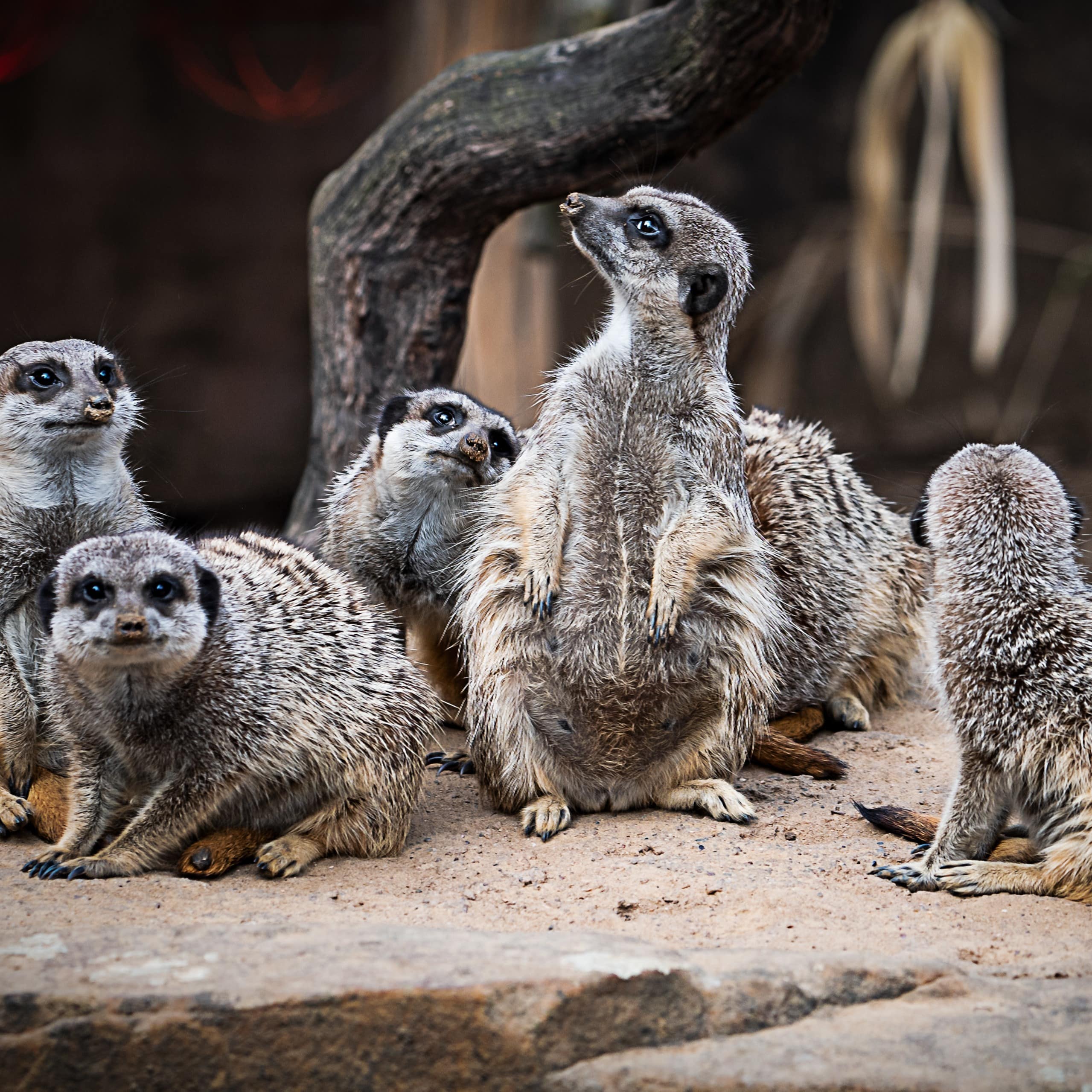 Eine Gruppe niedlicher Erdmännchen auf einem Felsen.
