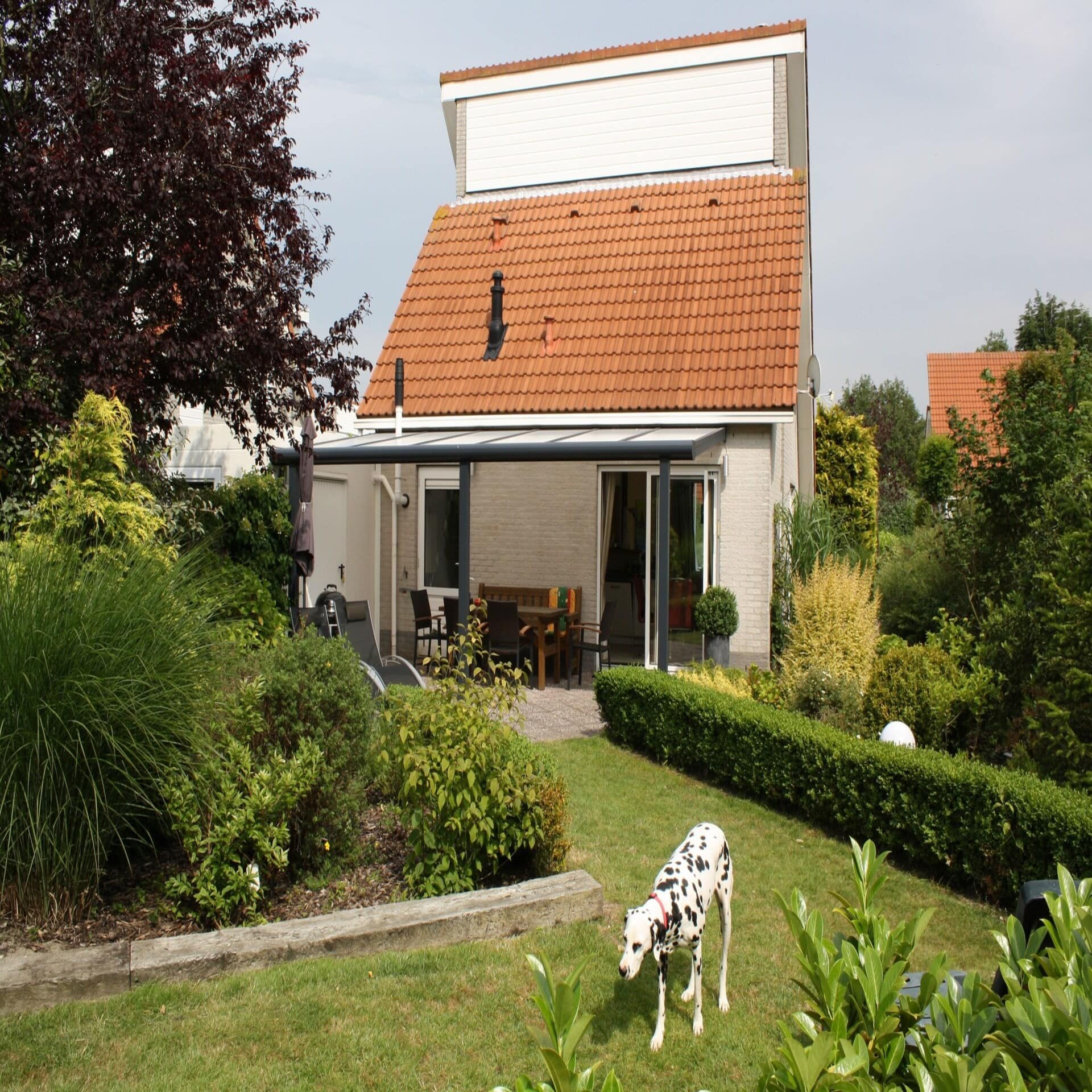Ein Dalmatiner in einem Garten, dahinter ein Haus.