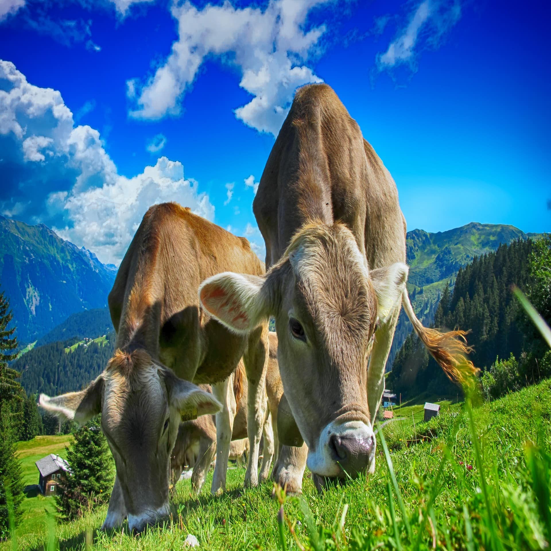 2 braune Kühe grasen auf einer Almwiese. Im Hintergrund 2 Häuser und Berge. 
