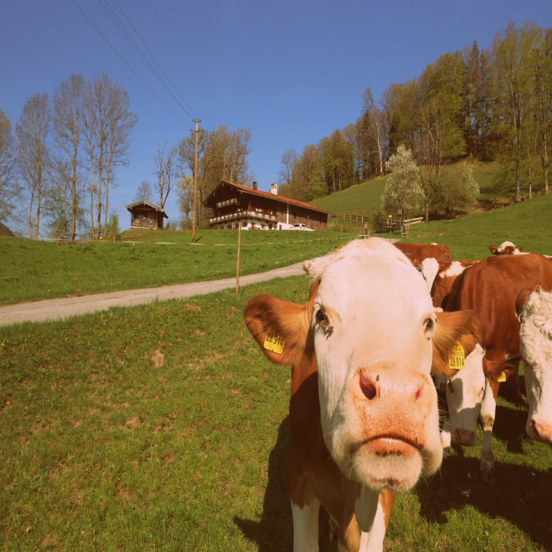 Bergkuh im Vordergrund und Bauernhof mit auf einer Wiese im Hintergrund.