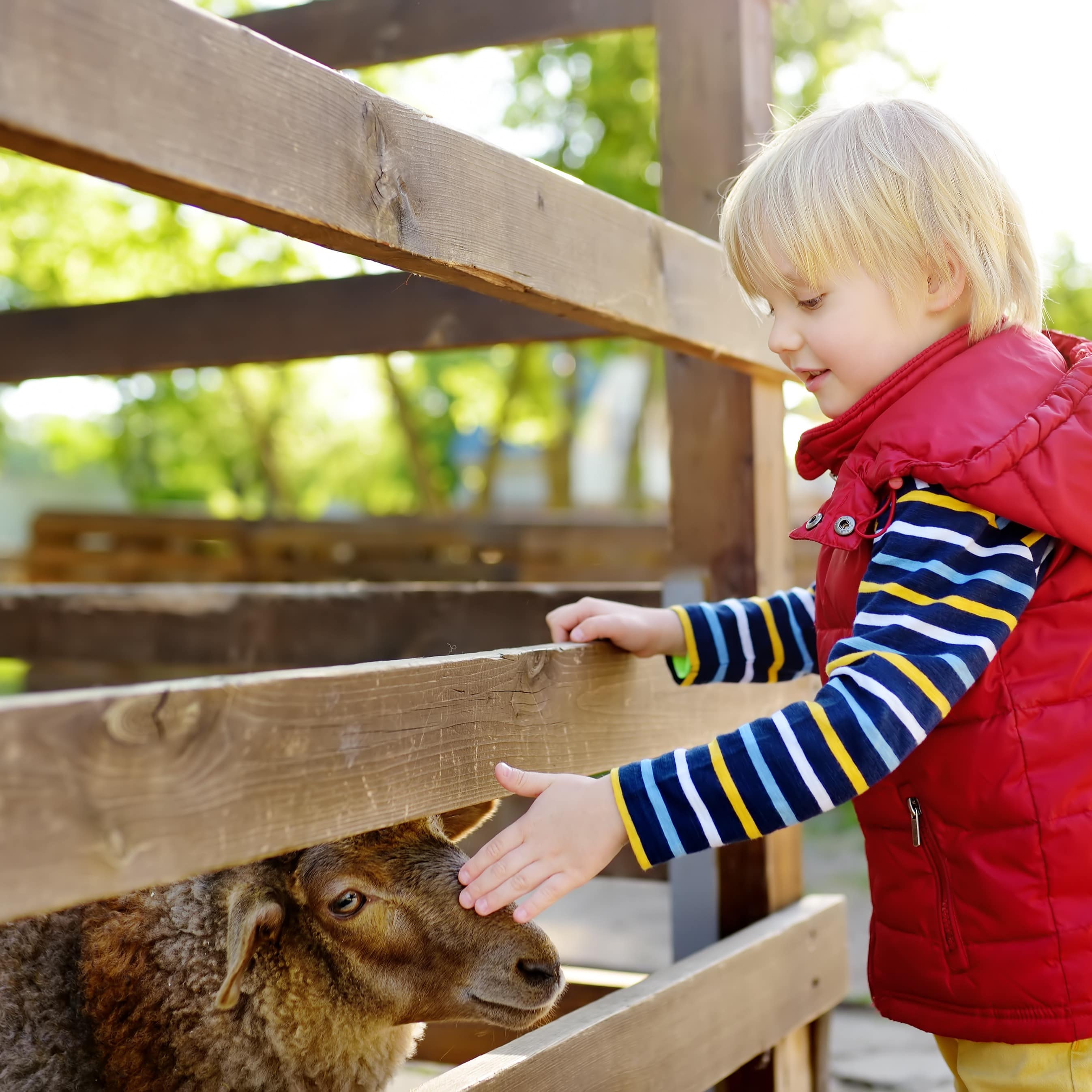 Kleiner blonder Junge in gestreiftem Top und roter Weste streichelt ein Schaf in einem Gehege.