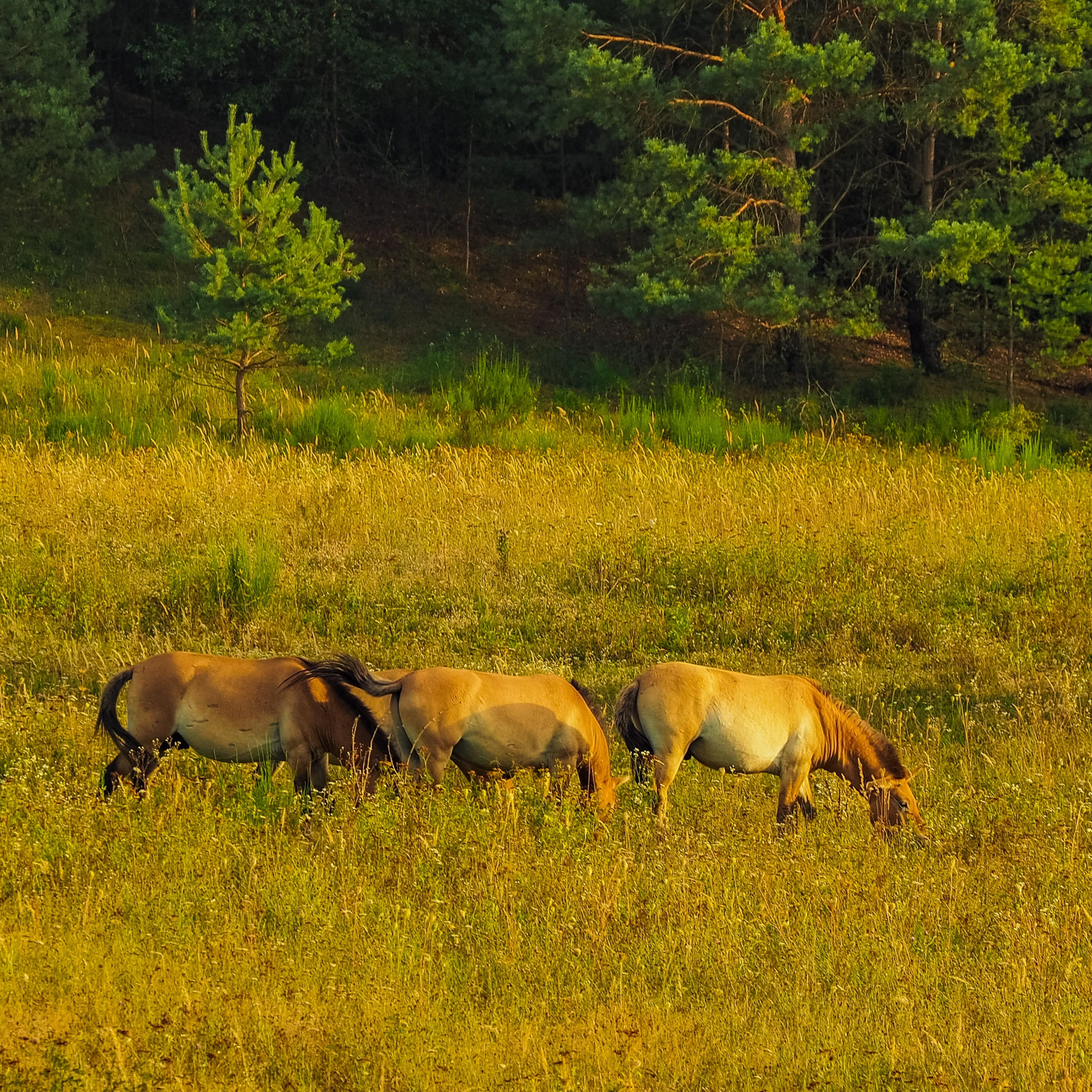 Einige Wildpferde grasen in einem großen Freigehege, im Hintergrund Wald.