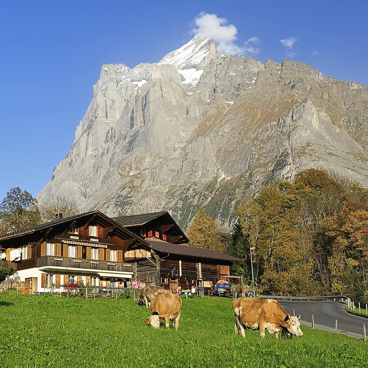 Ein Bauernhaus vor dem Kühe weiden, im Hintergrund sind Berge zu sehen