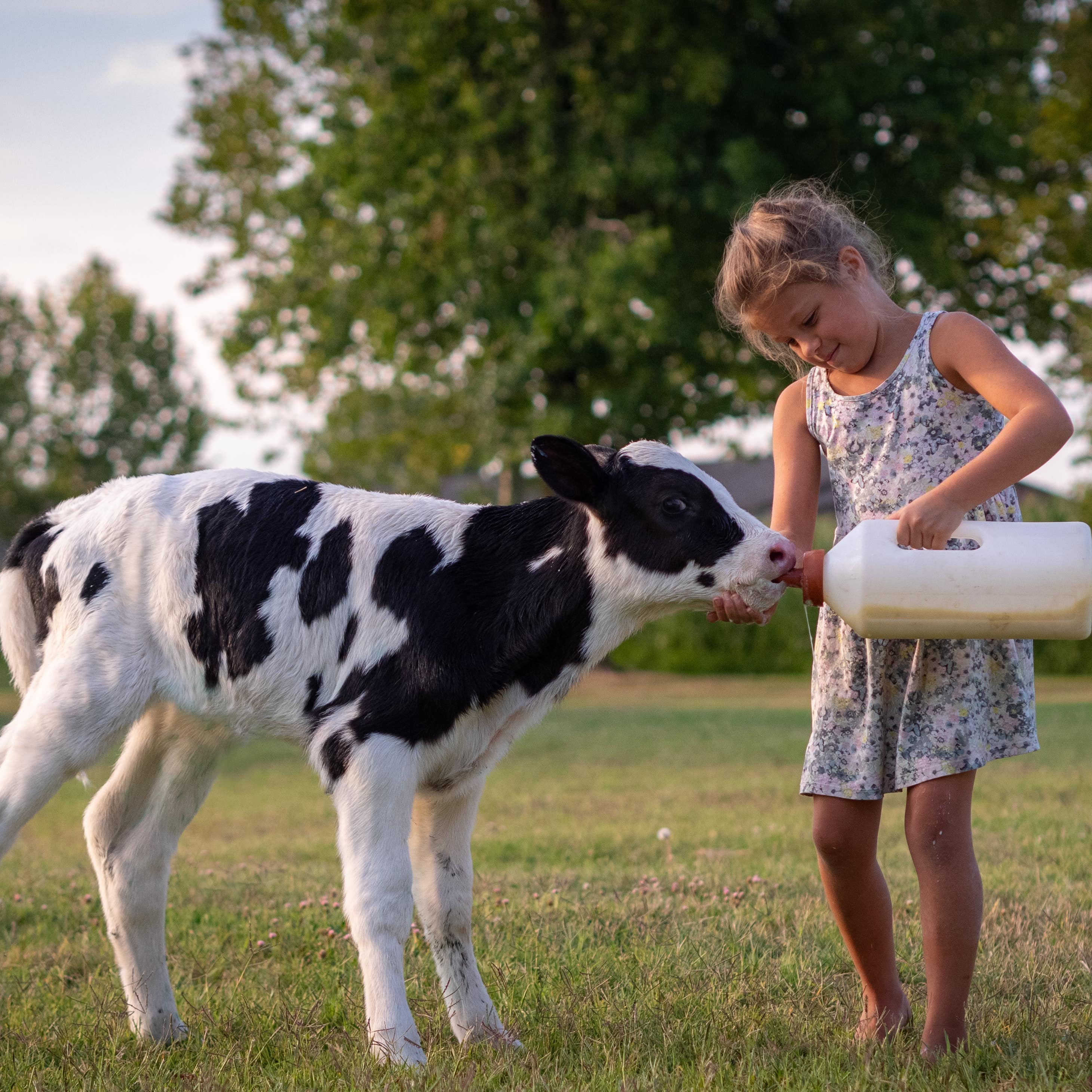 Mädchen in Sommerkleidung füttert ein schwarz-weißes Kalb mit einer großen Milchflasche.