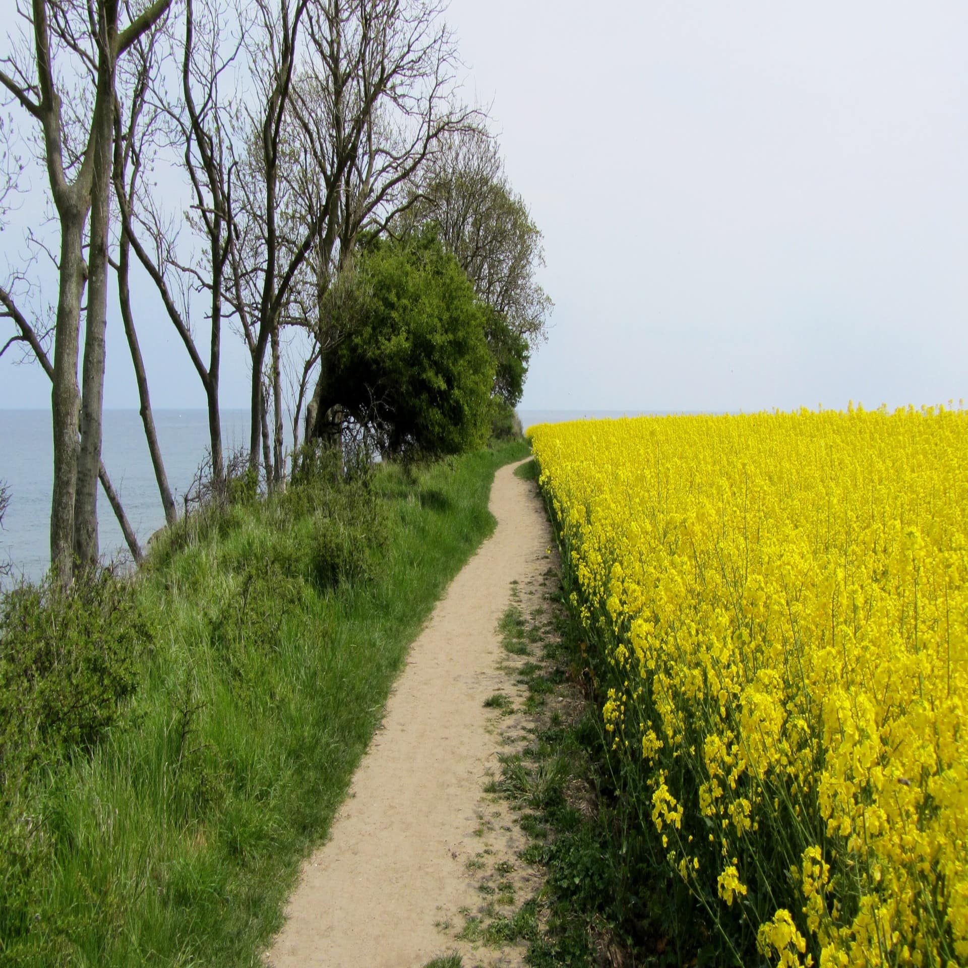 Feldweg auf Fehmarn, links das Meer, rechts ein blühendes Rapsfeld. 