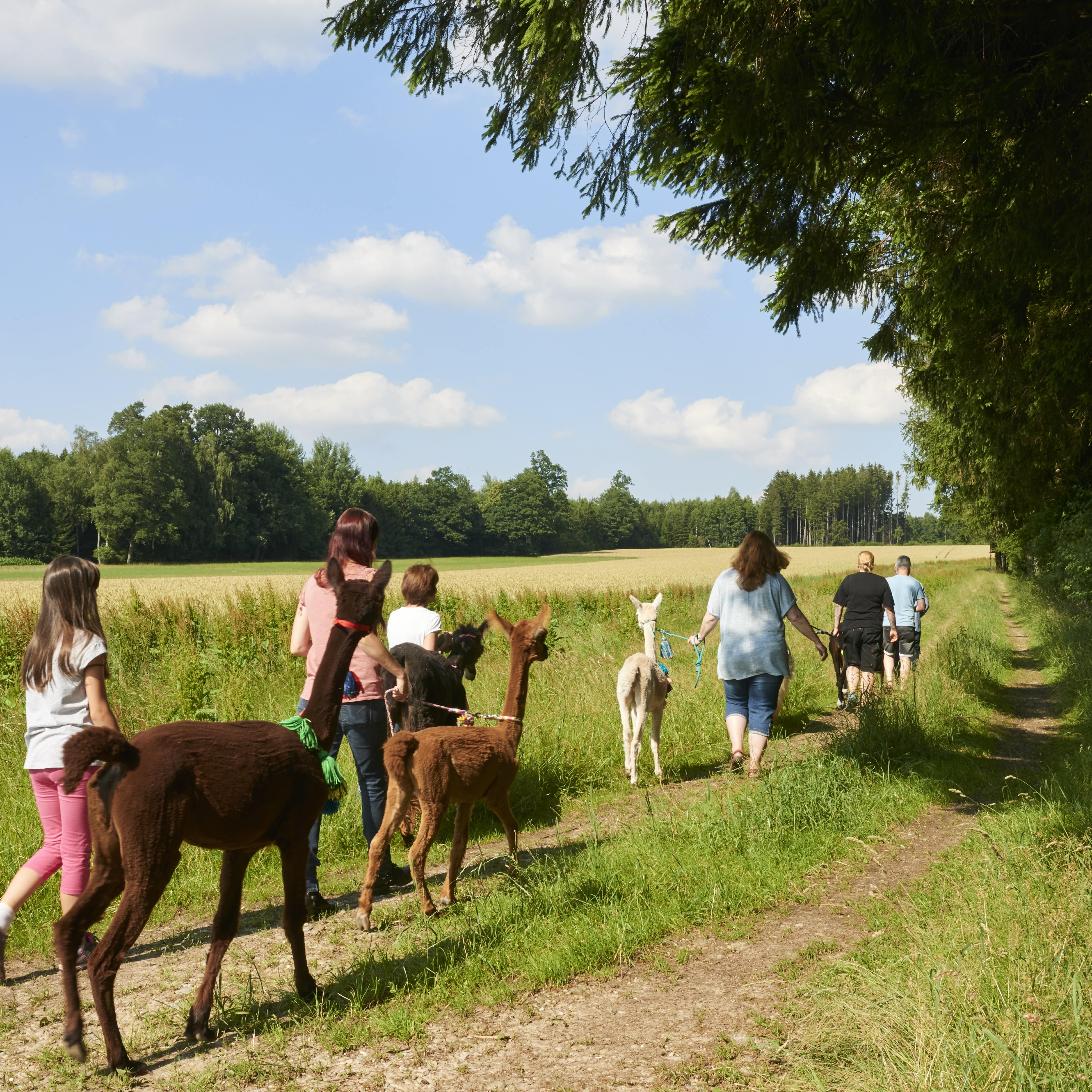 Erwachsene und Kinder auf einem Spaziergang mit Alpakas.