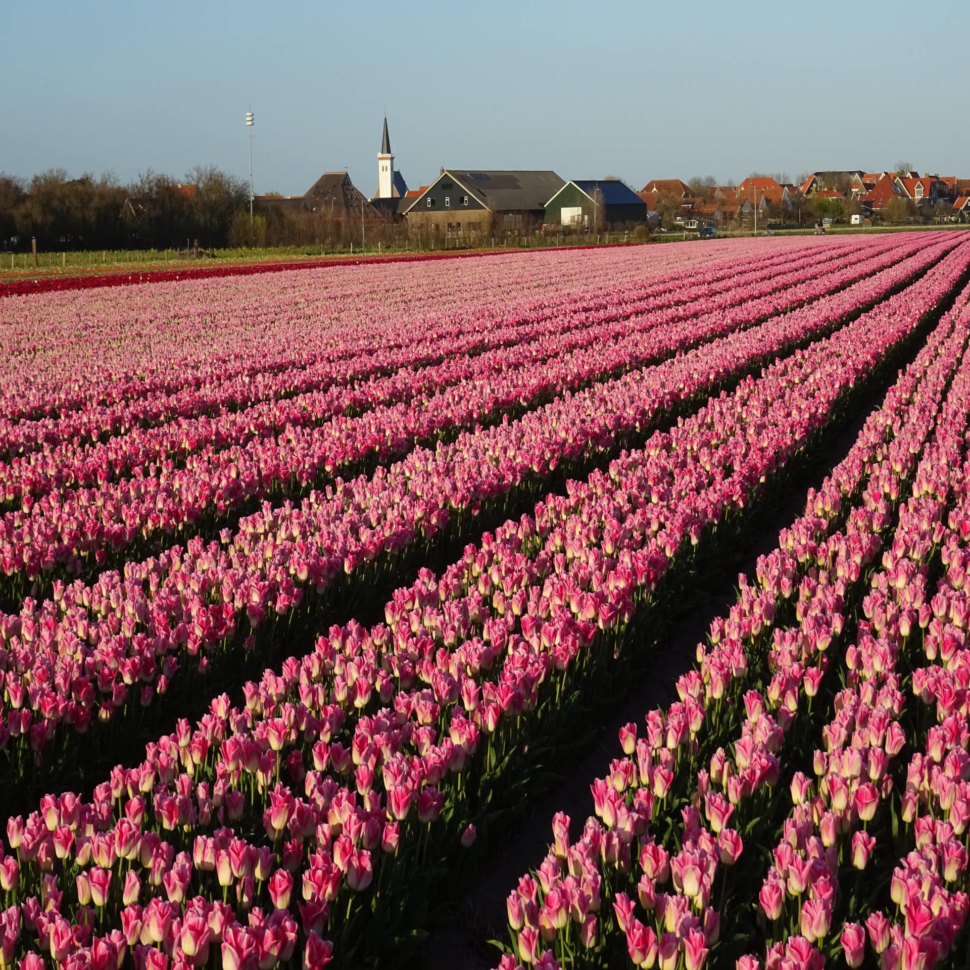 Rosa blühendes Tulpenfeld, dahinter ein Ort mit weißem Kirchturm auf Texel. 