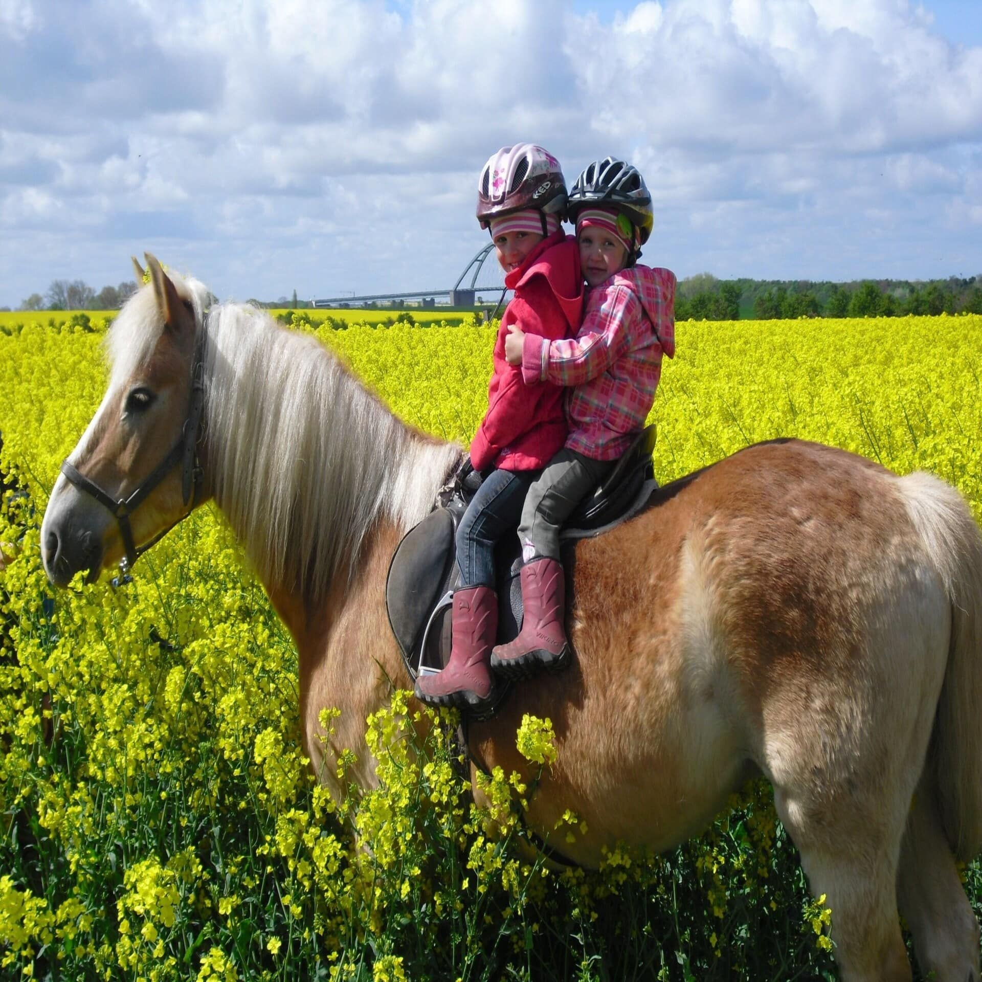 2 Mädchen reiten auf einem braunen Pony durch ein gelb blühendes Rapsfeld.