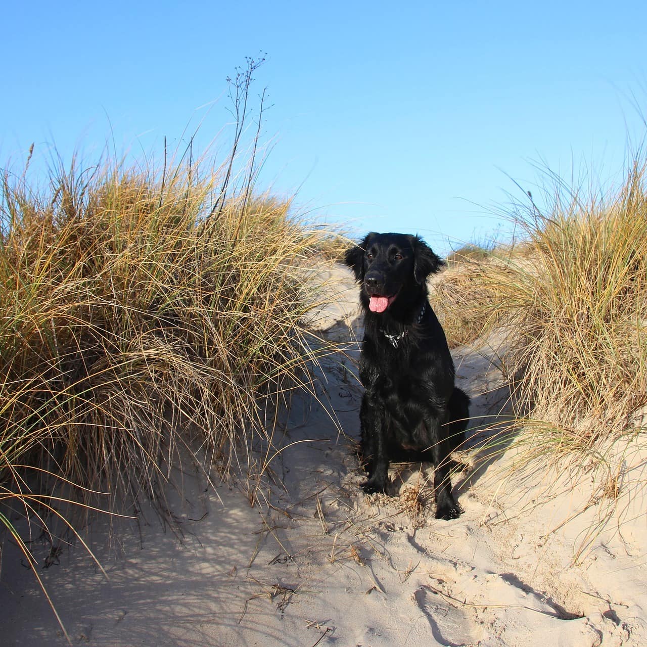 Ein schwarzer Hund sitzt im Sand auf einer Düne