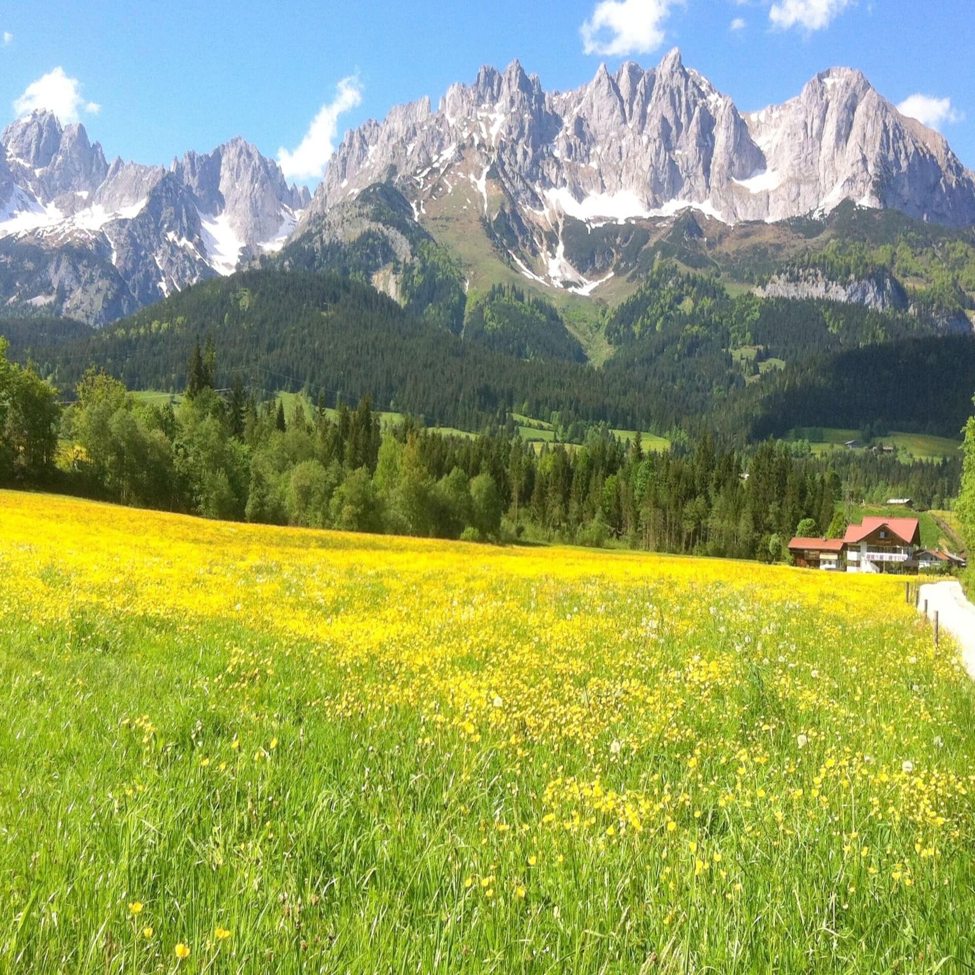 Panoramablick: Eine gelb blühende Wiese und das Gebirge, rechts ist ein Haus zu sehen.