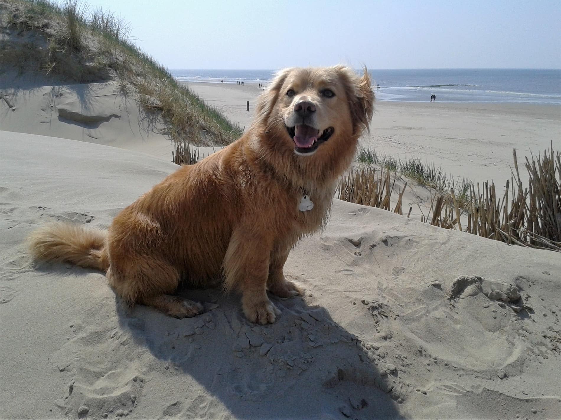 Ein Hund sitzt auf einer Düne am Strand im Sand