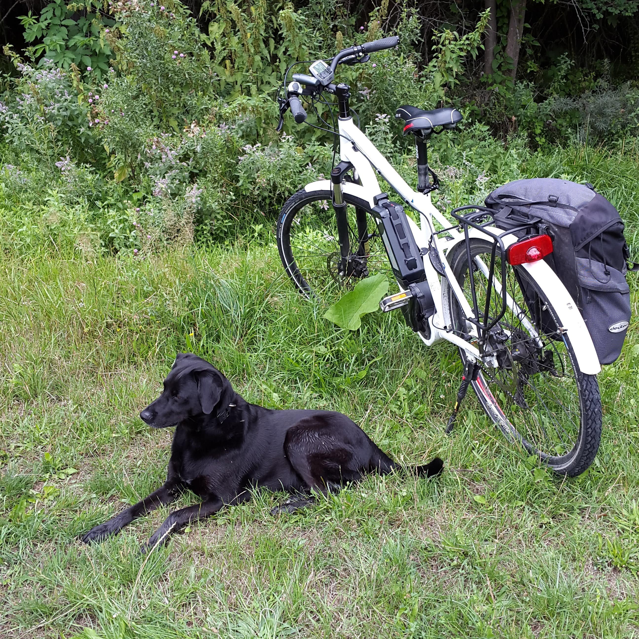 Hund ruht sich im Grünen neben dem Fahrrad seines Besitzers aus