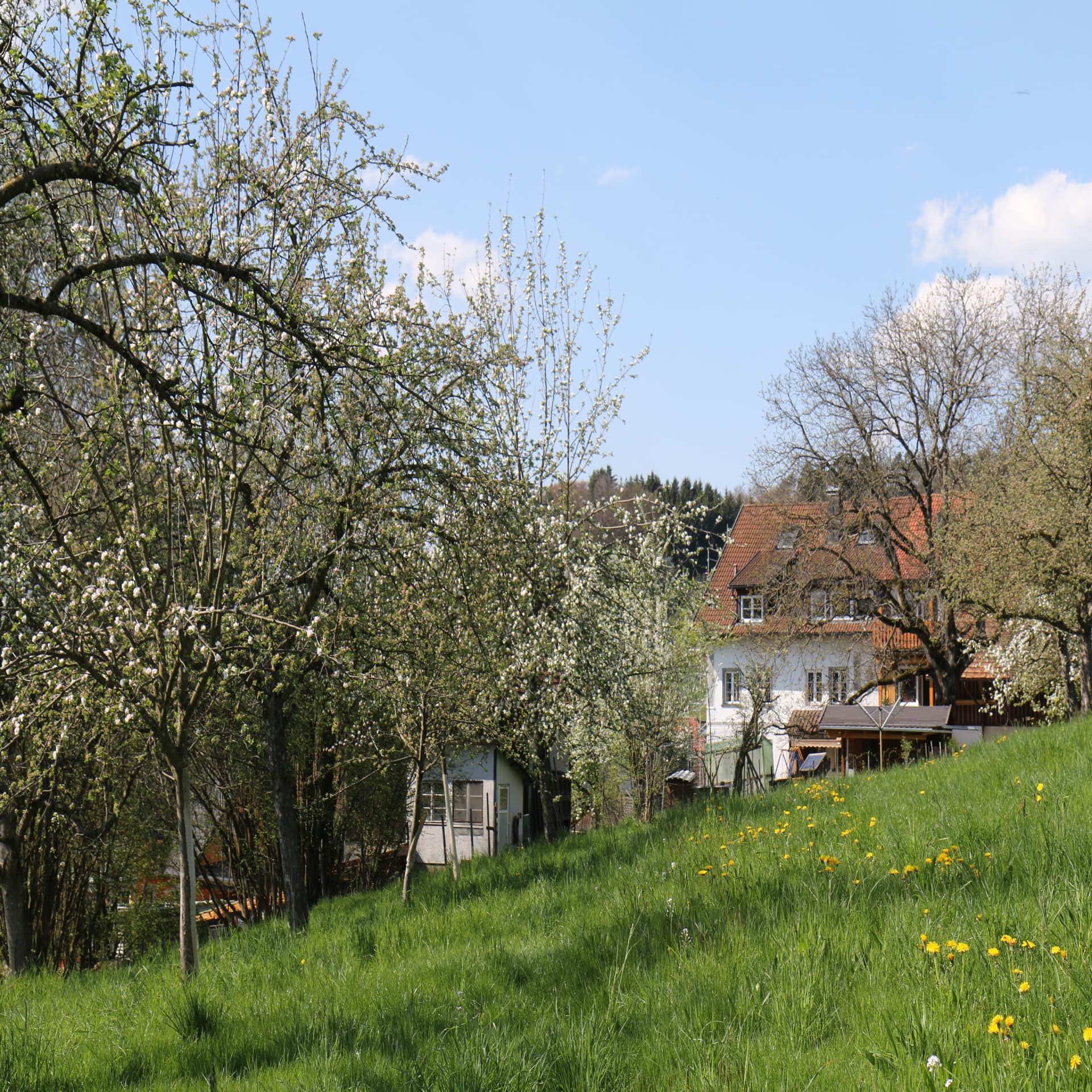 Wiese mit blühenden Obstbäumen, dahinter ein Bauernhaus.