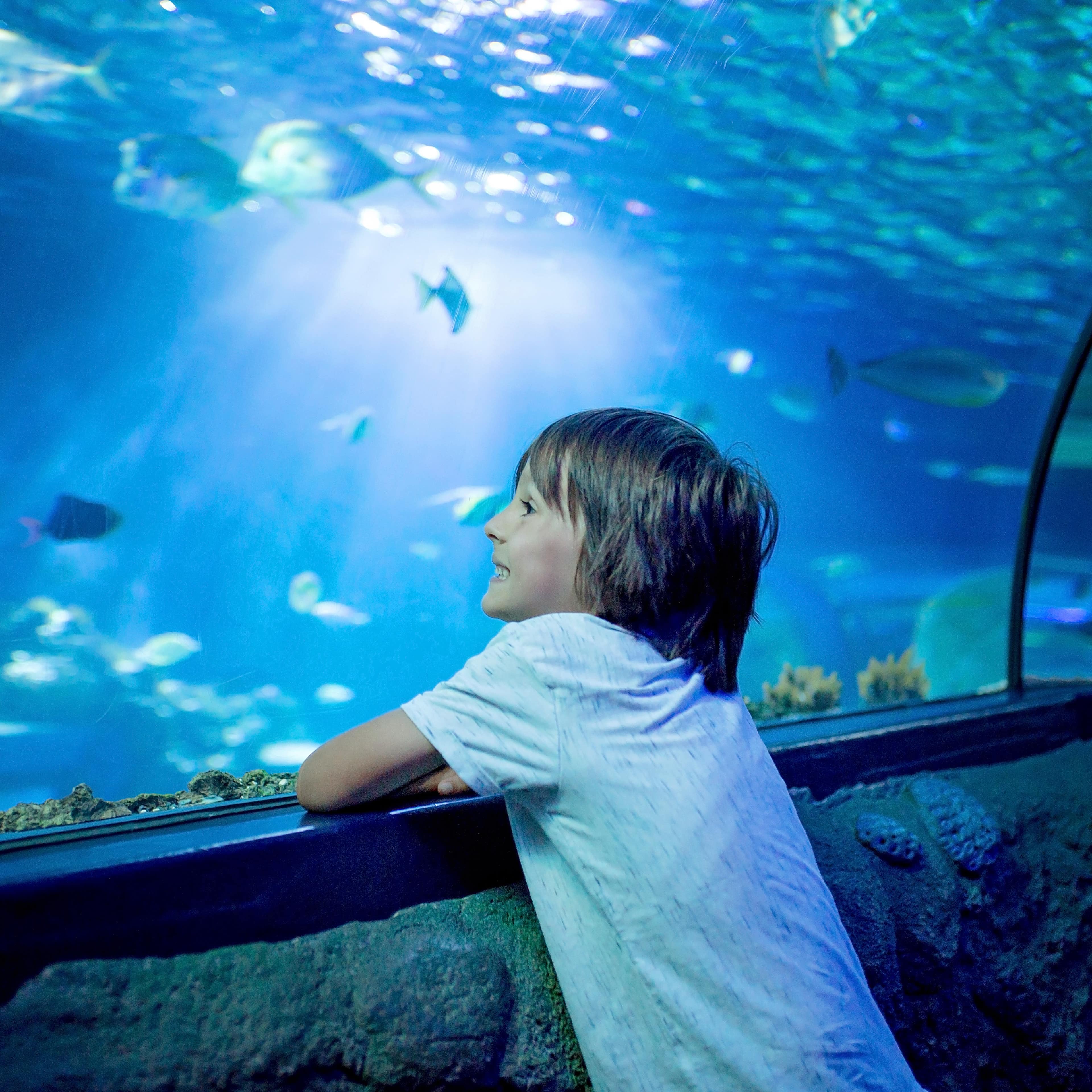 Ein Junge beobachtet die Fische in einem Aquarium.