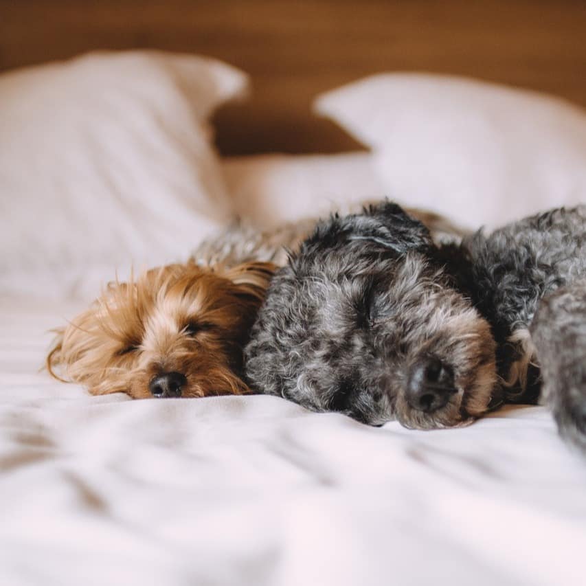 Two cute dogs sleeping on a bed