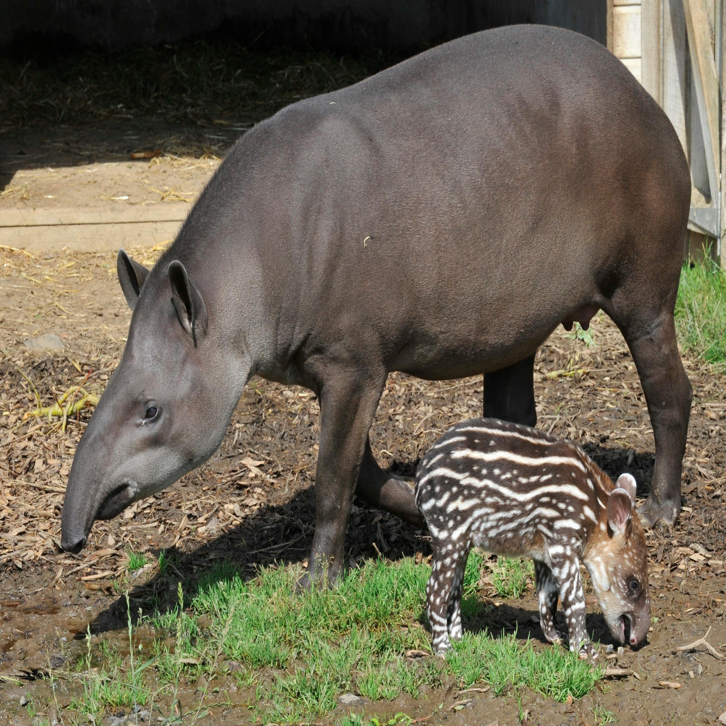 Tapir Mutter und Baby im Zoo in Mageburg.