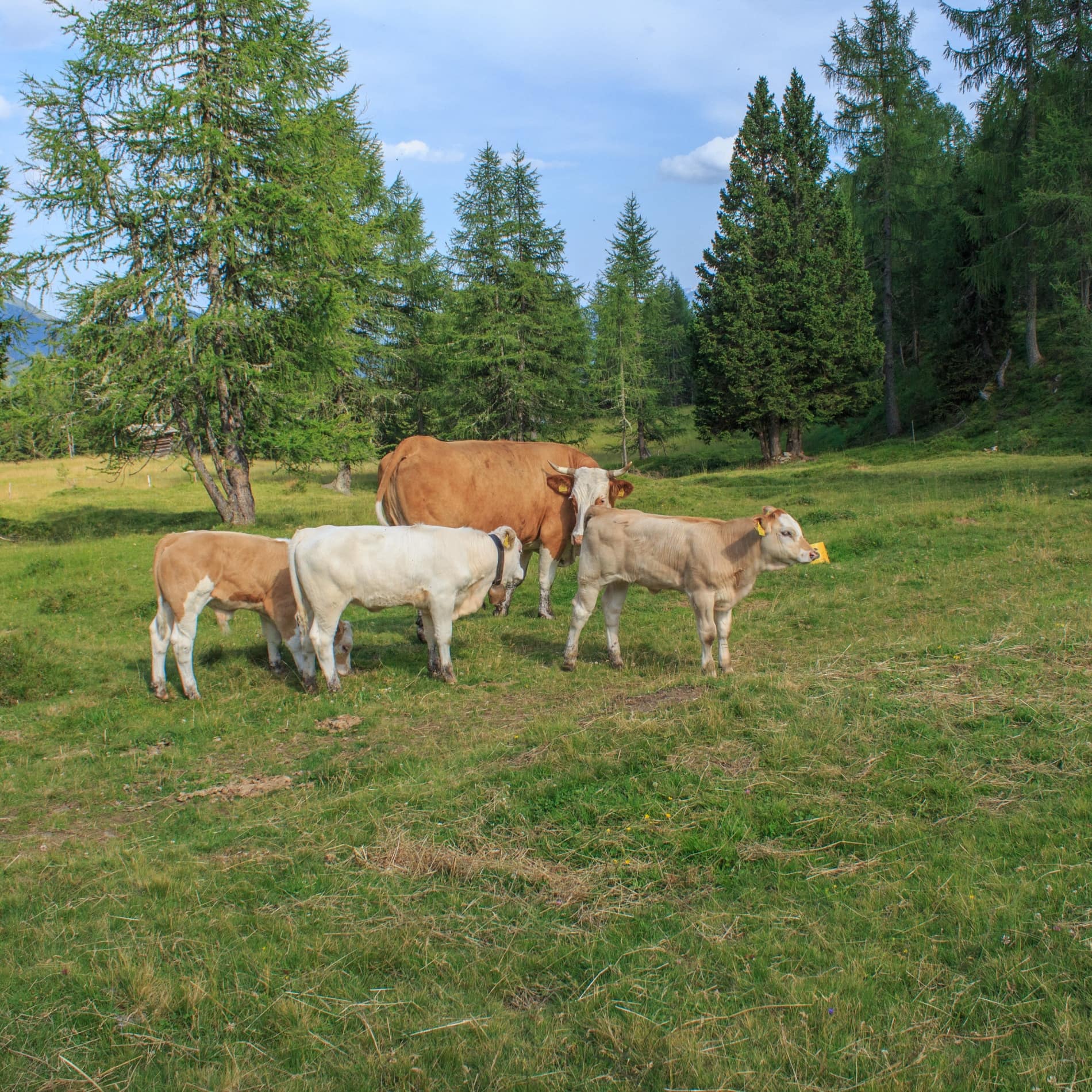 In der Umgebung einer Ferienwohnung in Kärnten steht eine Mutterkuh mit drei Kälbern auf einer Wiese
