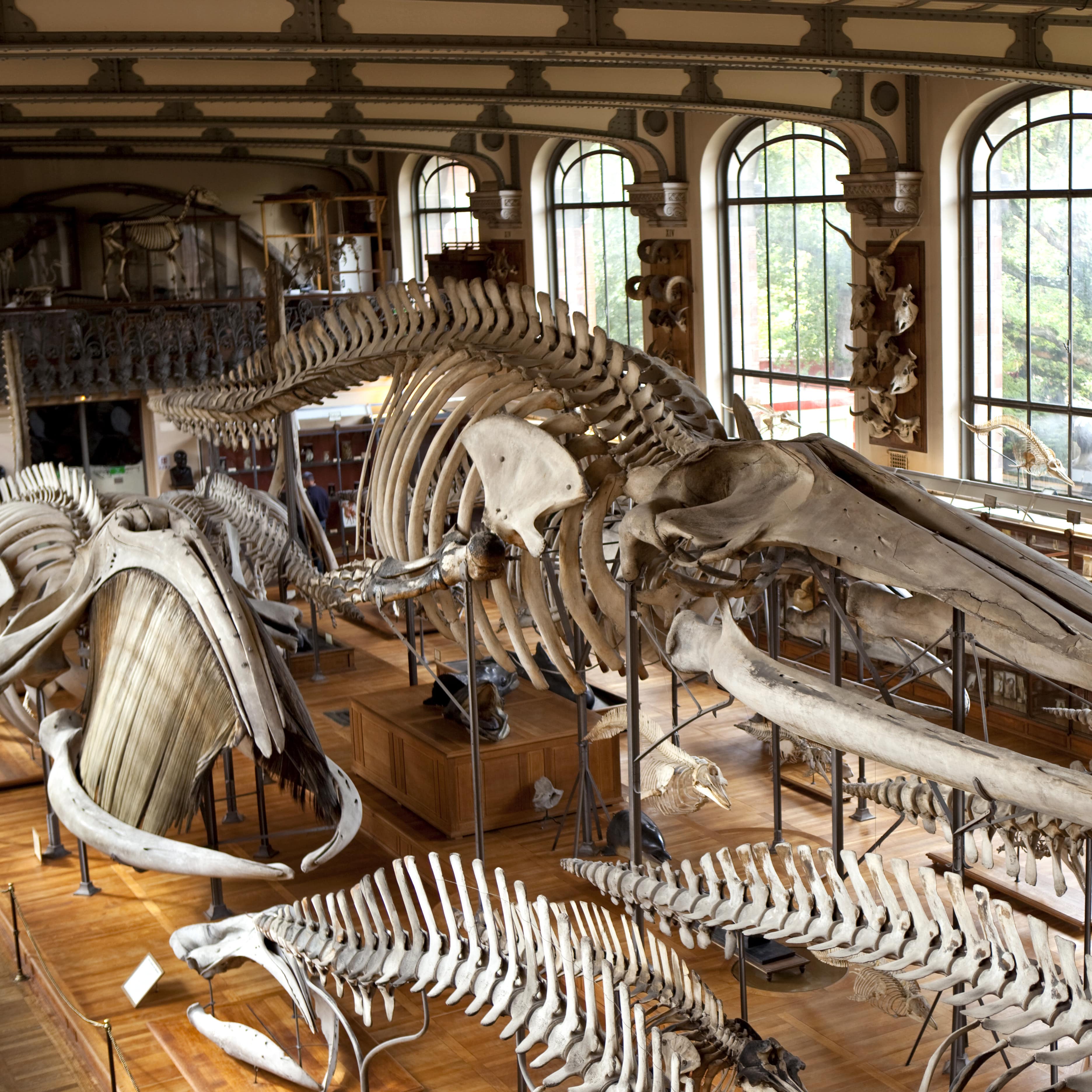 Skelette im Naturkundemuseum in Paris