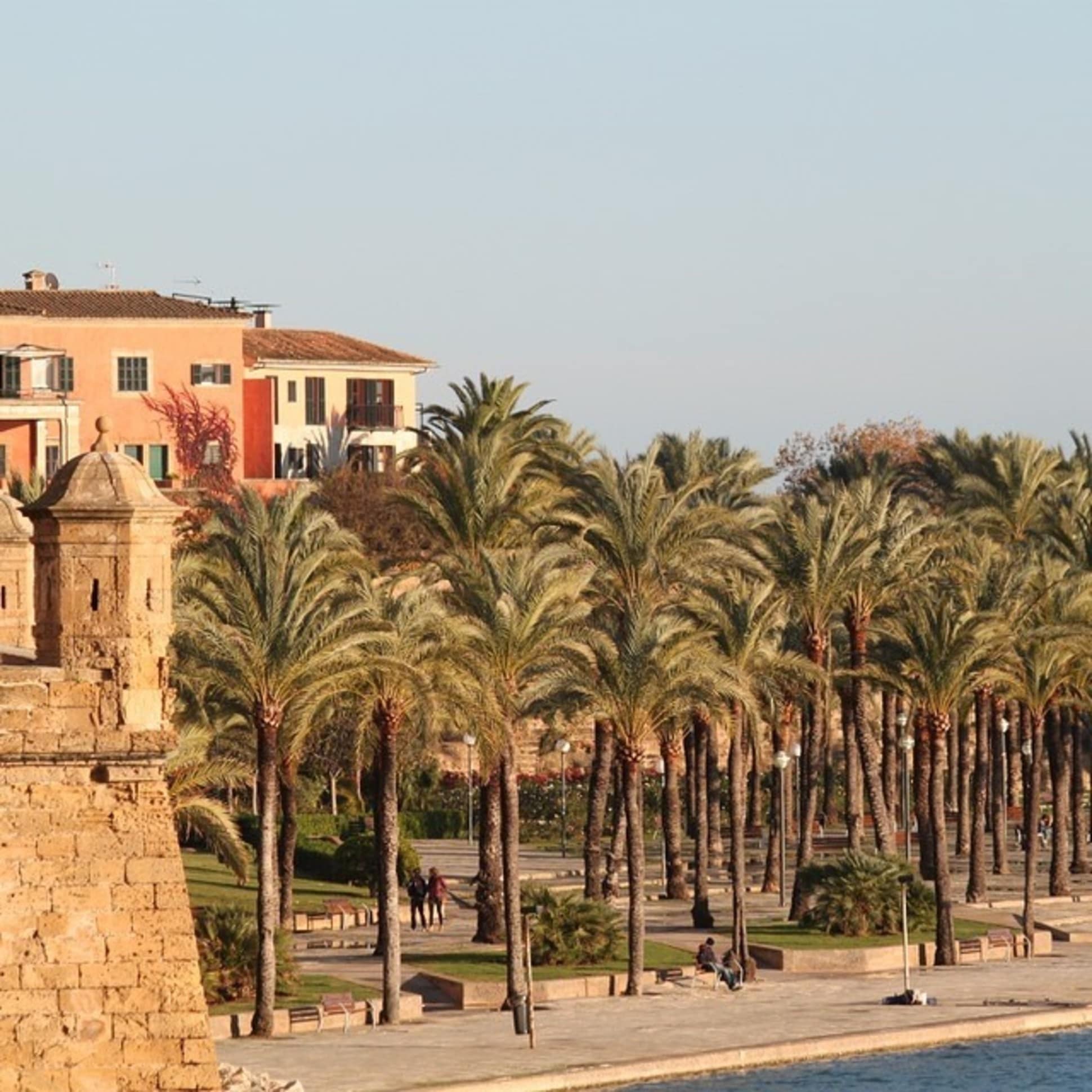Palmen am Wasser der Promenade von Palma de Mallorca mit Häusern in Hintergrund