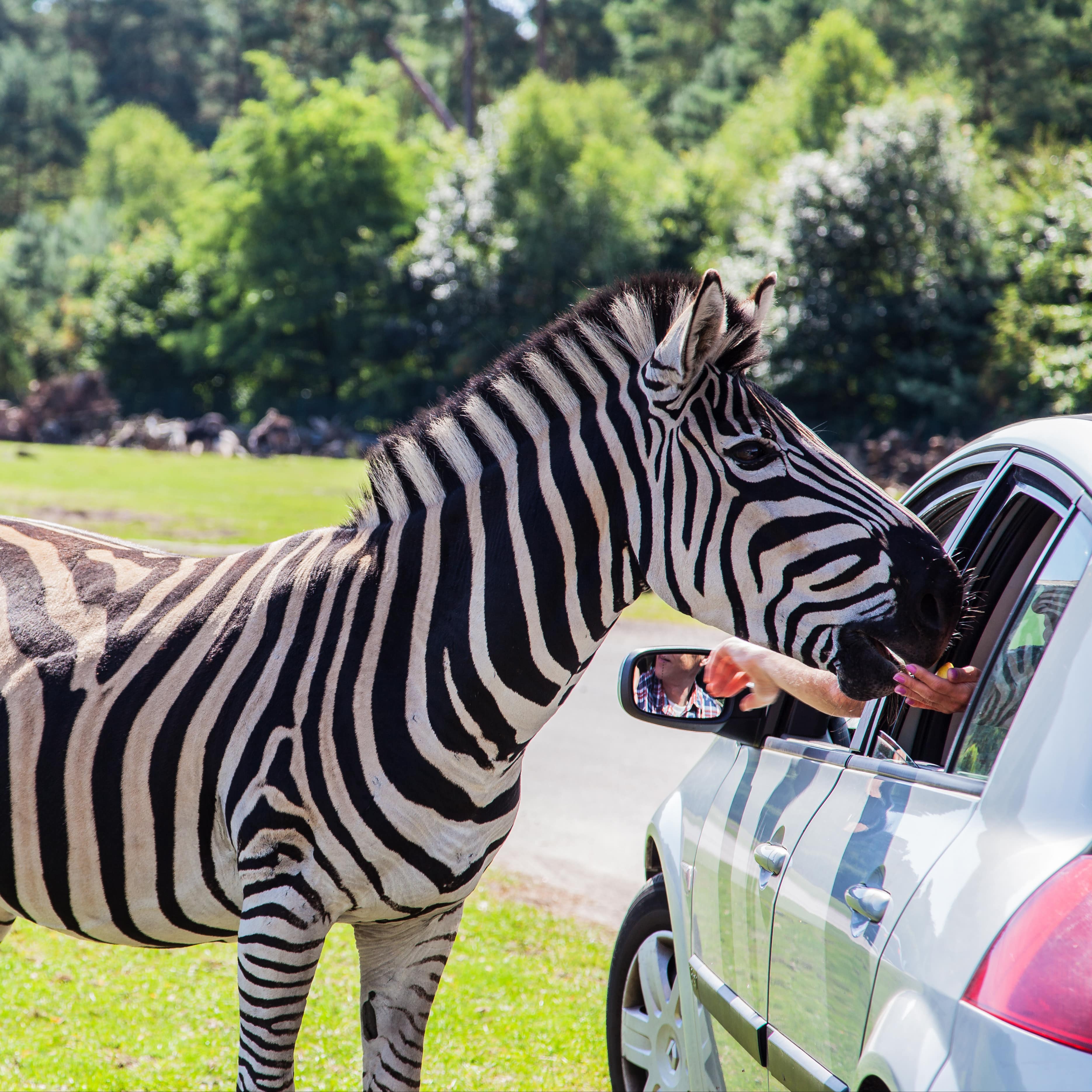 Ein Zebra steht neben einem Auto und frisst einer Person im Auto aus der Hand.