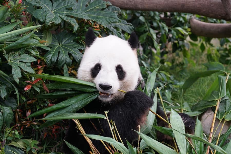 San Diego ZOO