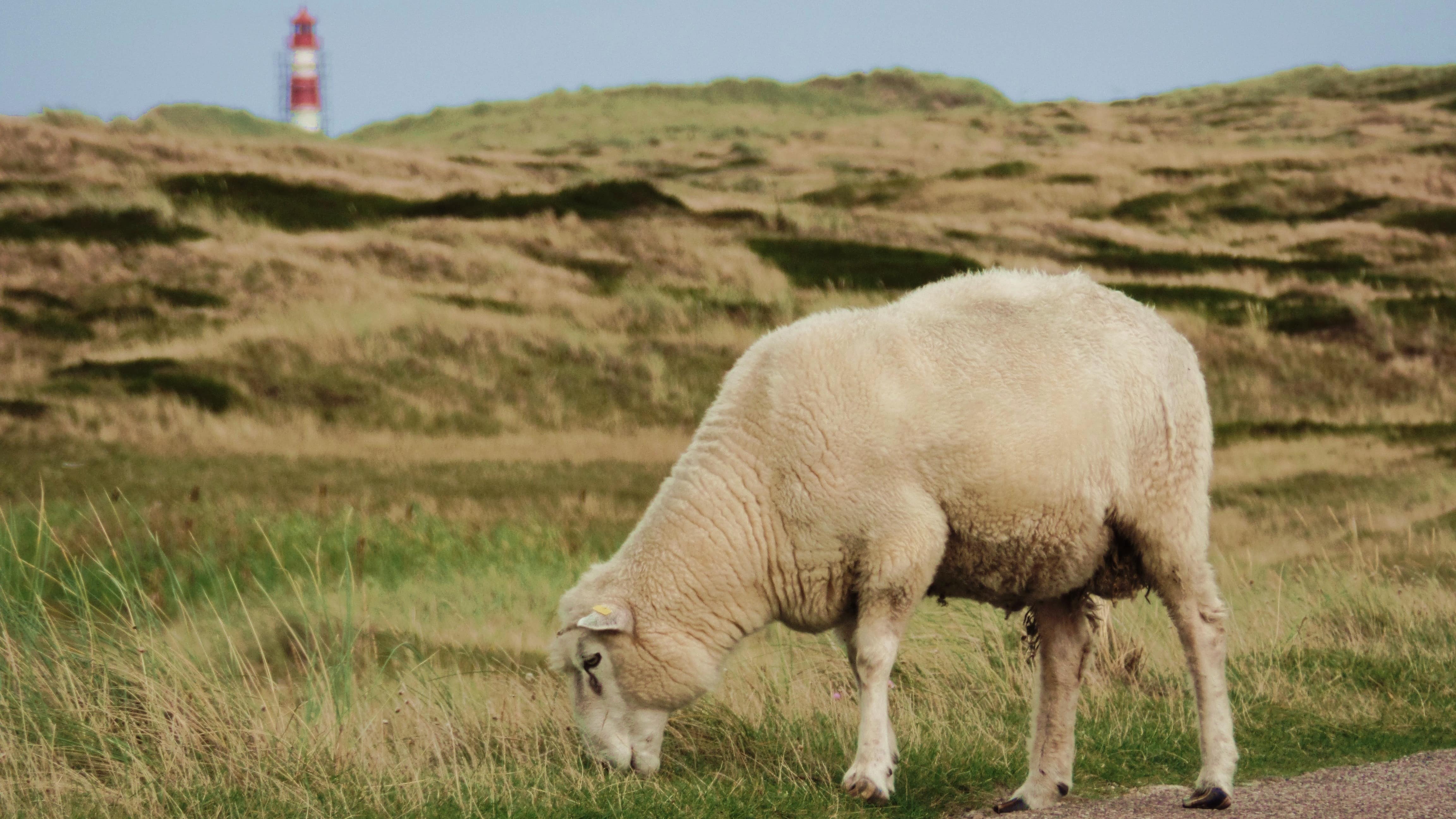 Deich, Dünen und Dünger: Bauernhofurlaub an der Nordsee