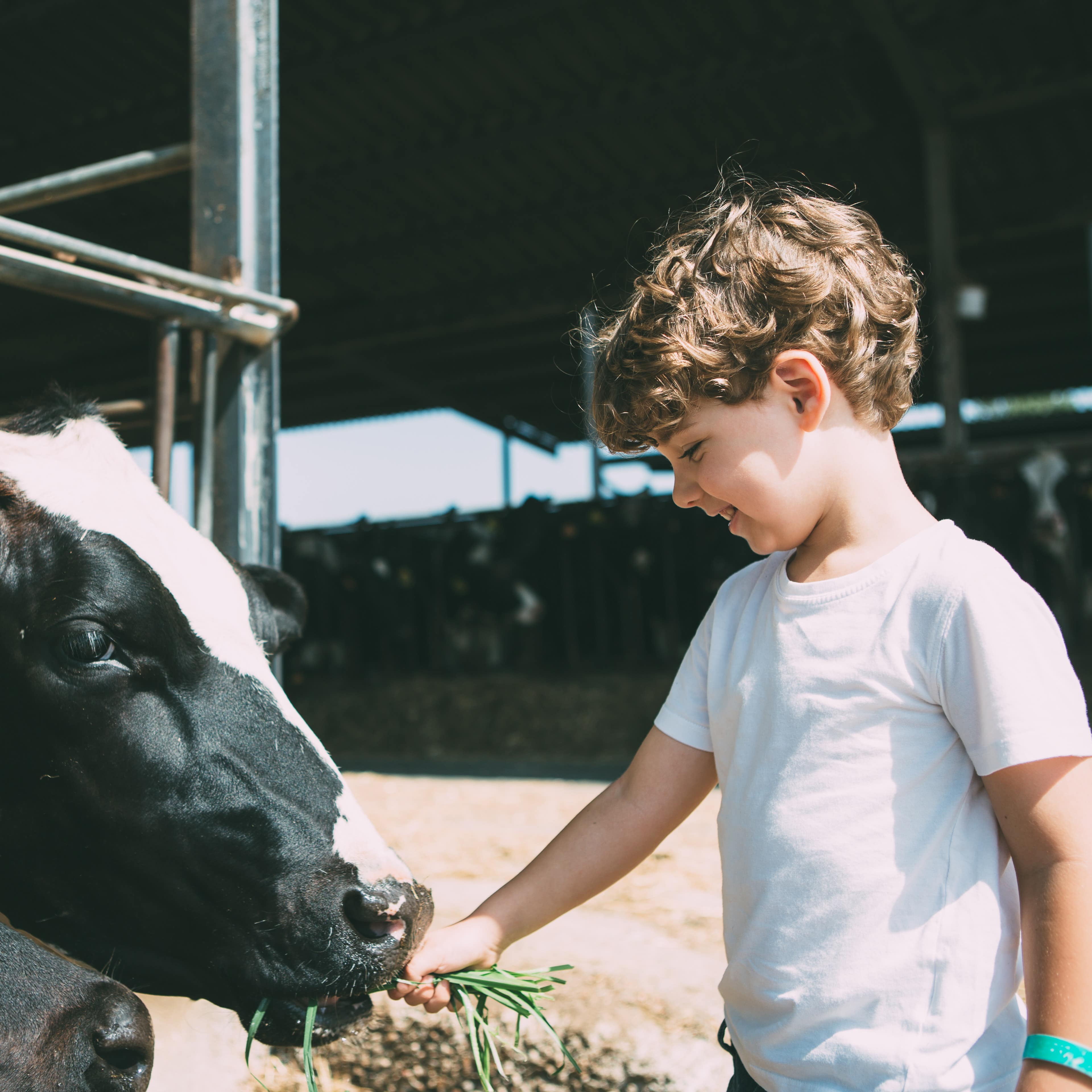 Ein Junge füttert 2 schwarz-weiße Kühe durch ein Gitter mit Gras. 