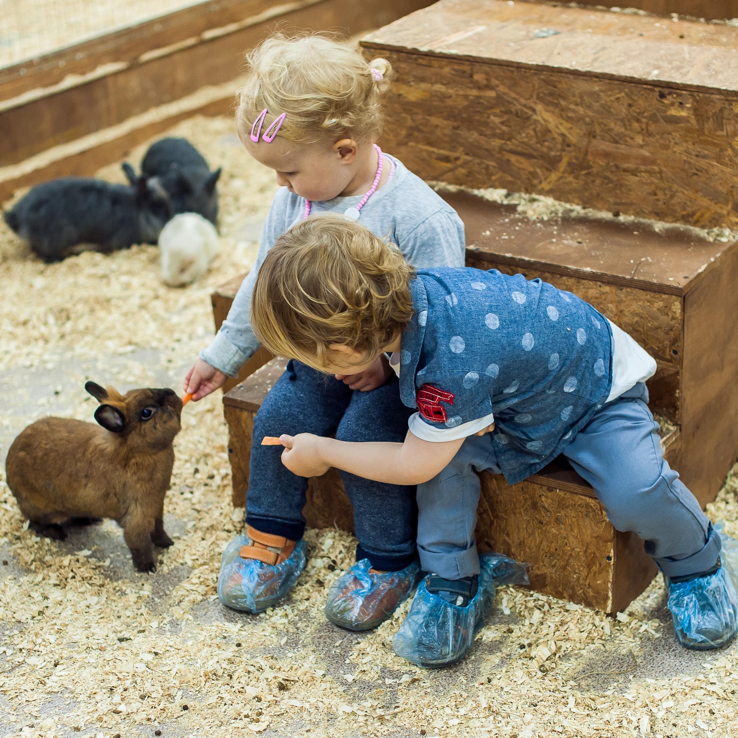 2 Kleinkinder füttern ein Kaninchen in einem Streichelzoo.