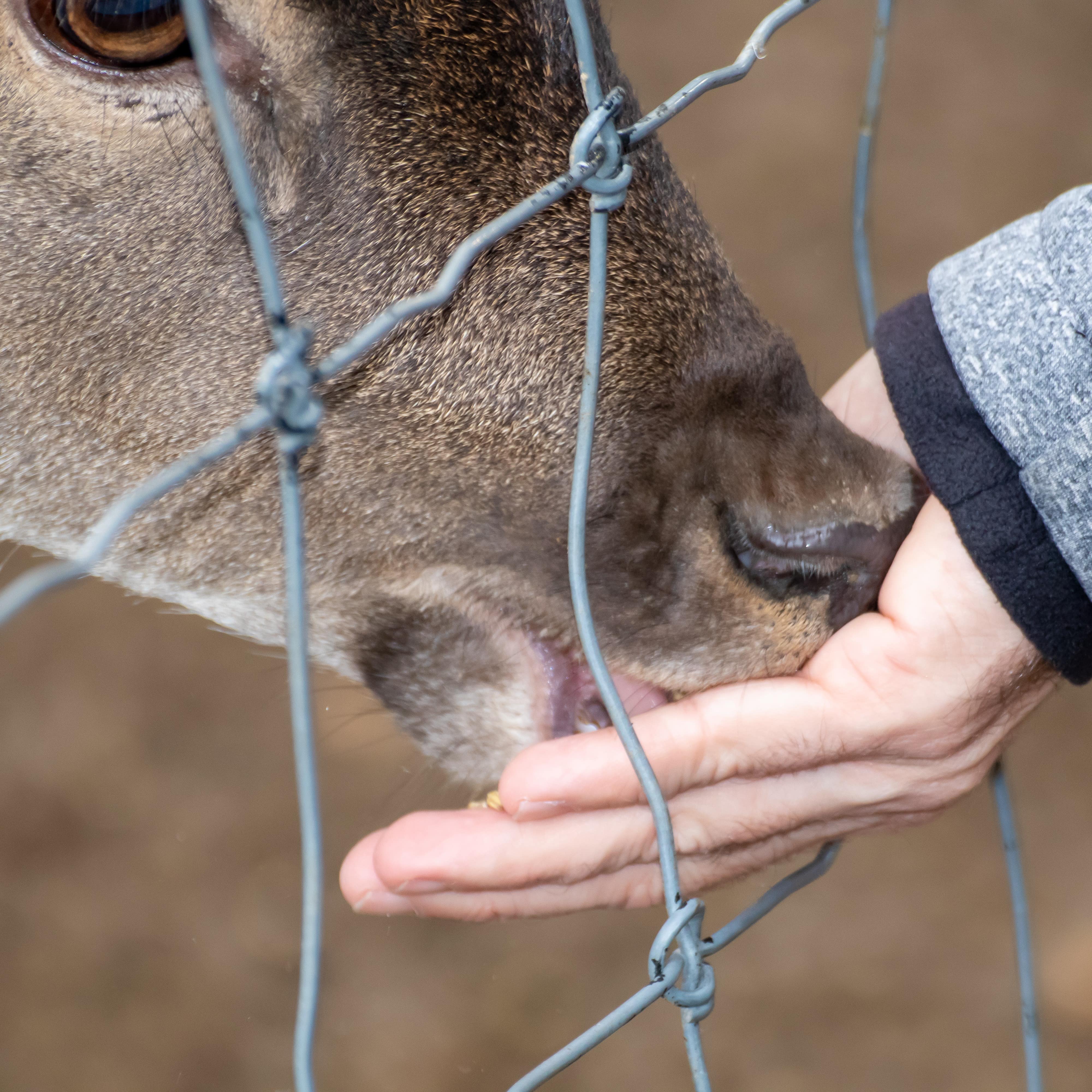 Eine Hand, die ein Reh füttert.