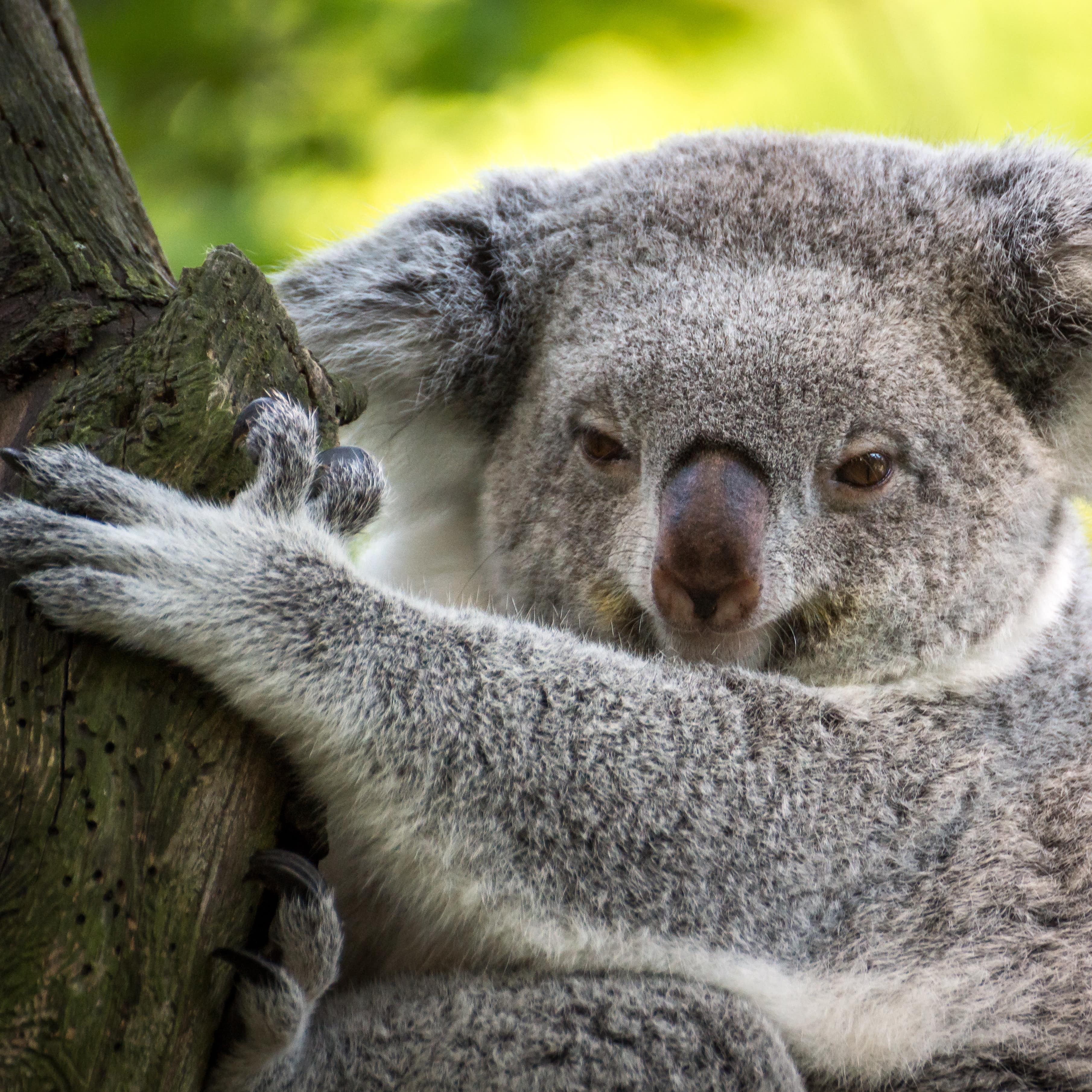 Nahaufnahme: Ein Koala an einem Baum.
