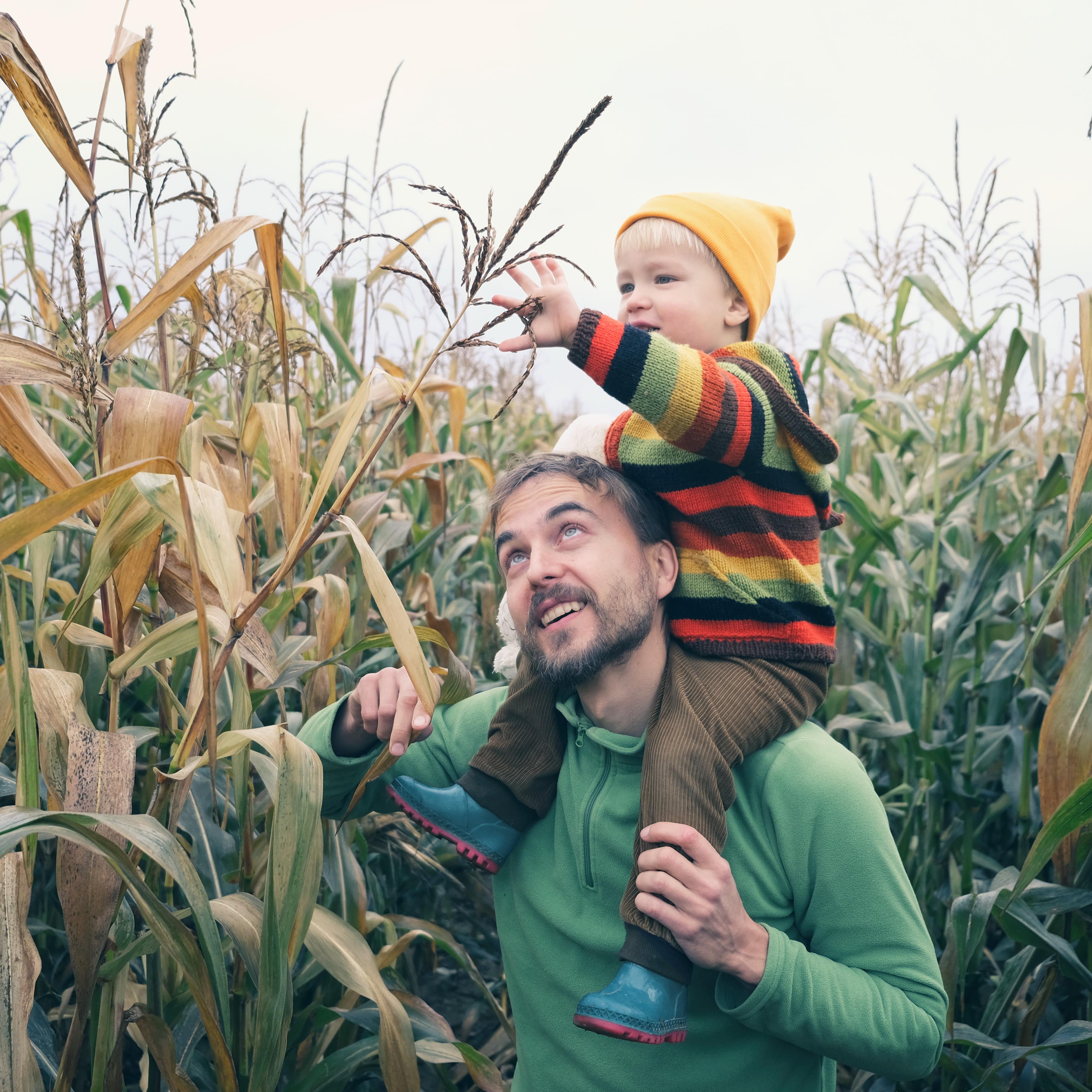 Ein Vater mit Sohn in einem Maislabyrinth