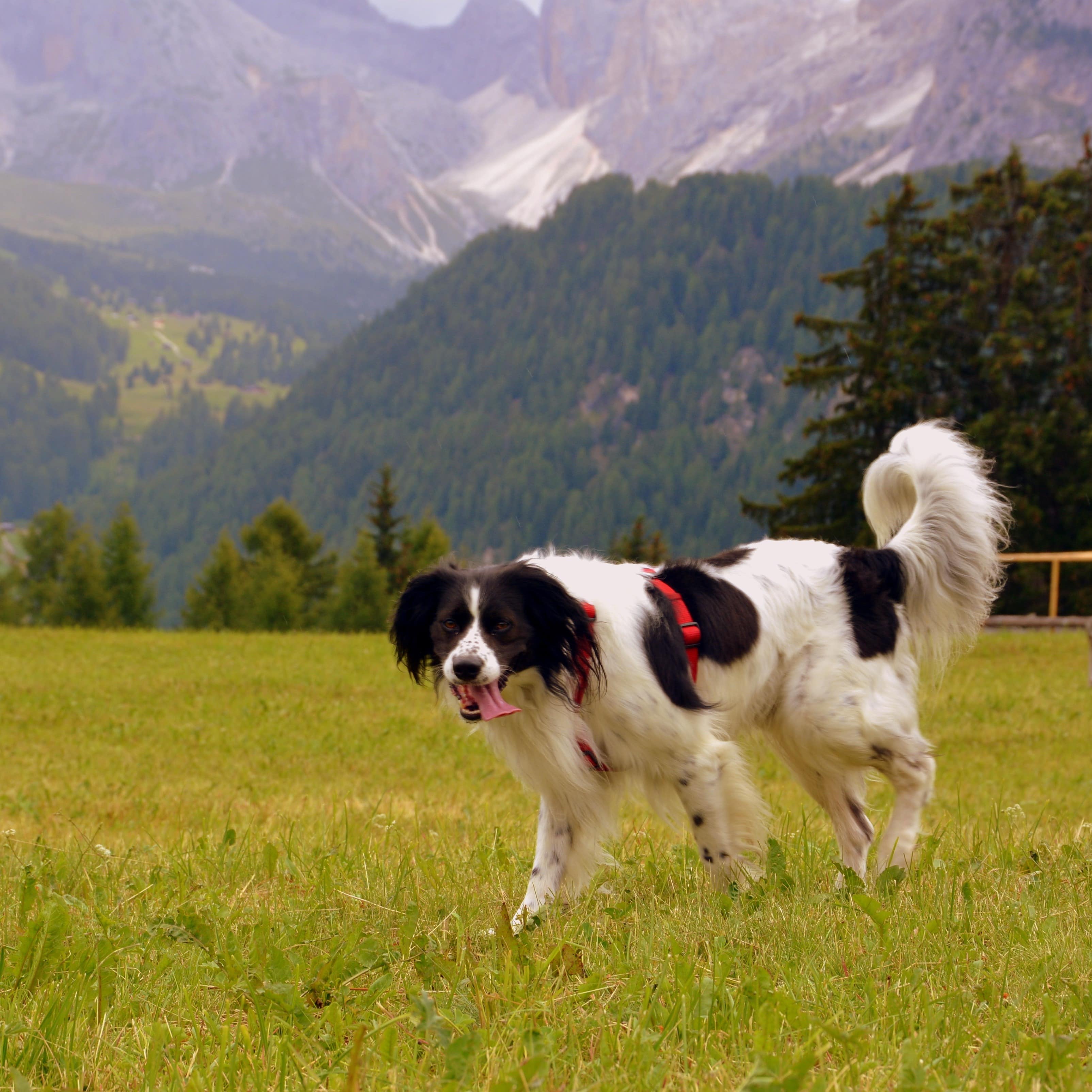 Hund auf einer Wiese in den Bergen