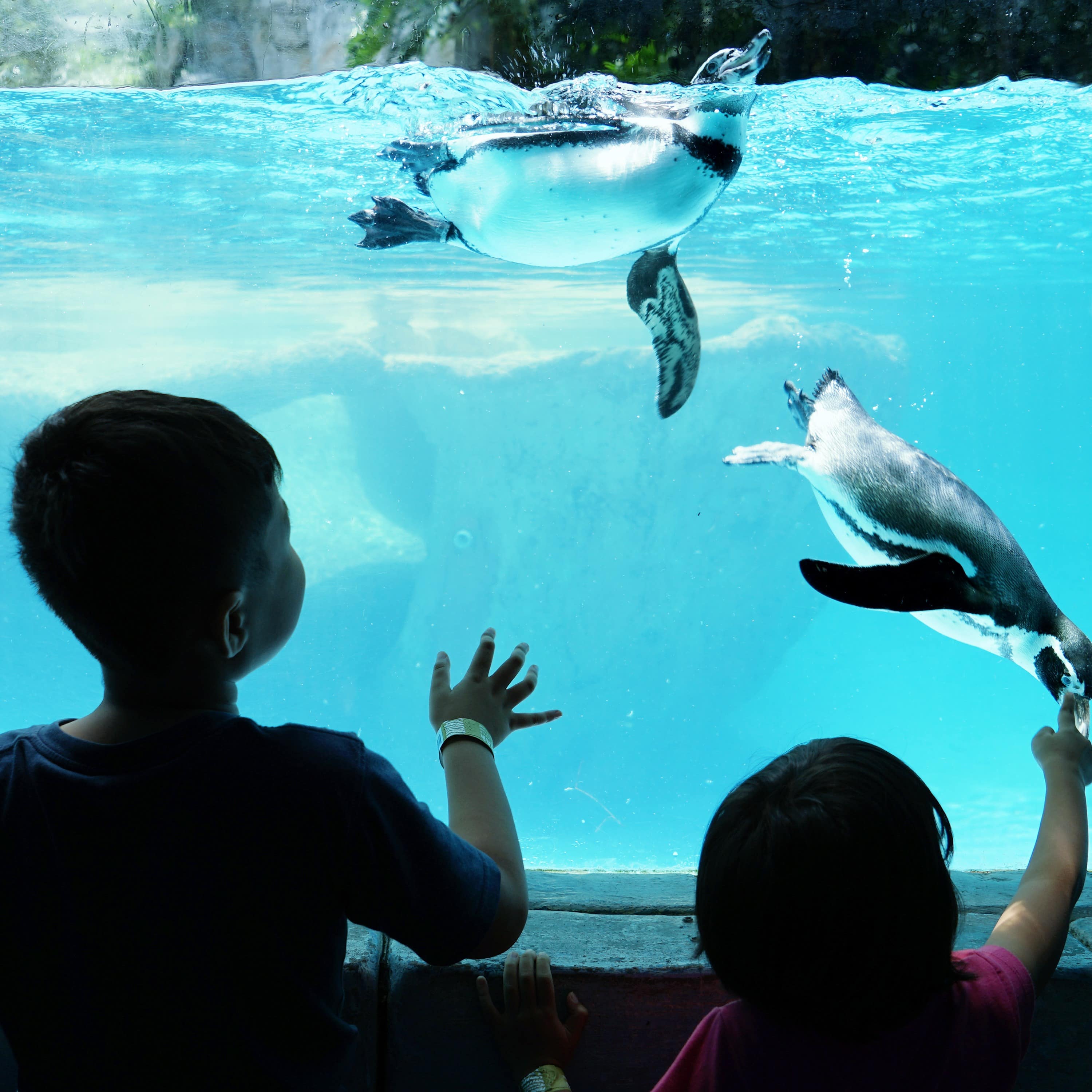 2 Kinder stehen vor einer Glaswand, hinter der Pinguine schwimmen und tauchen.