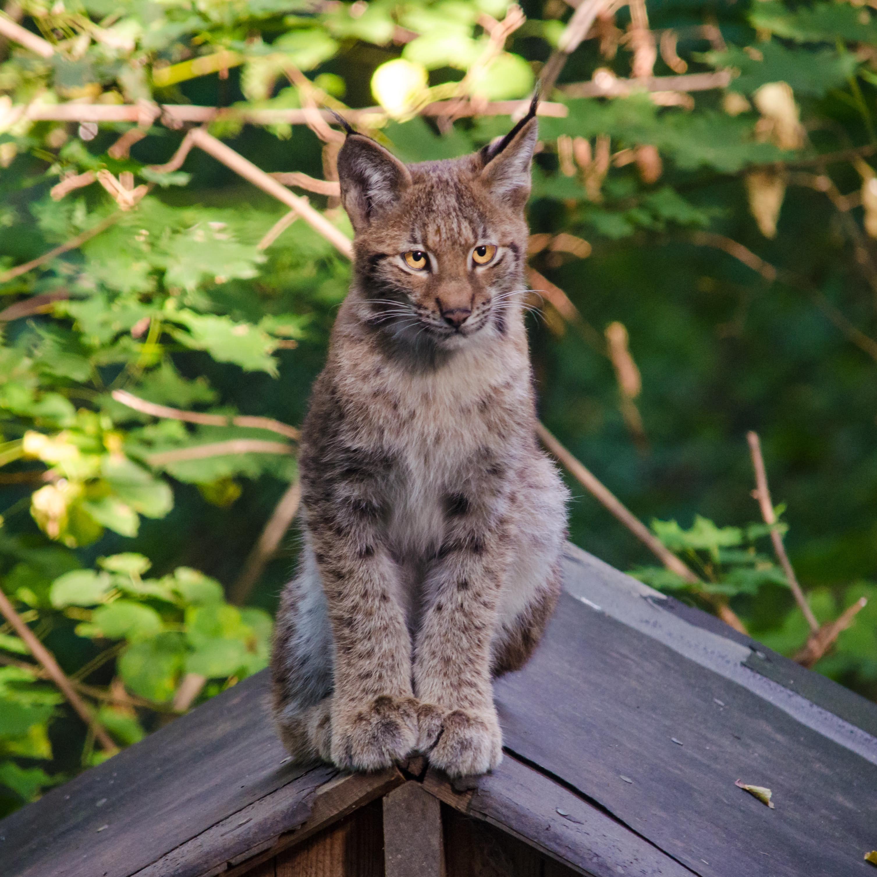 Ein junger Luchs