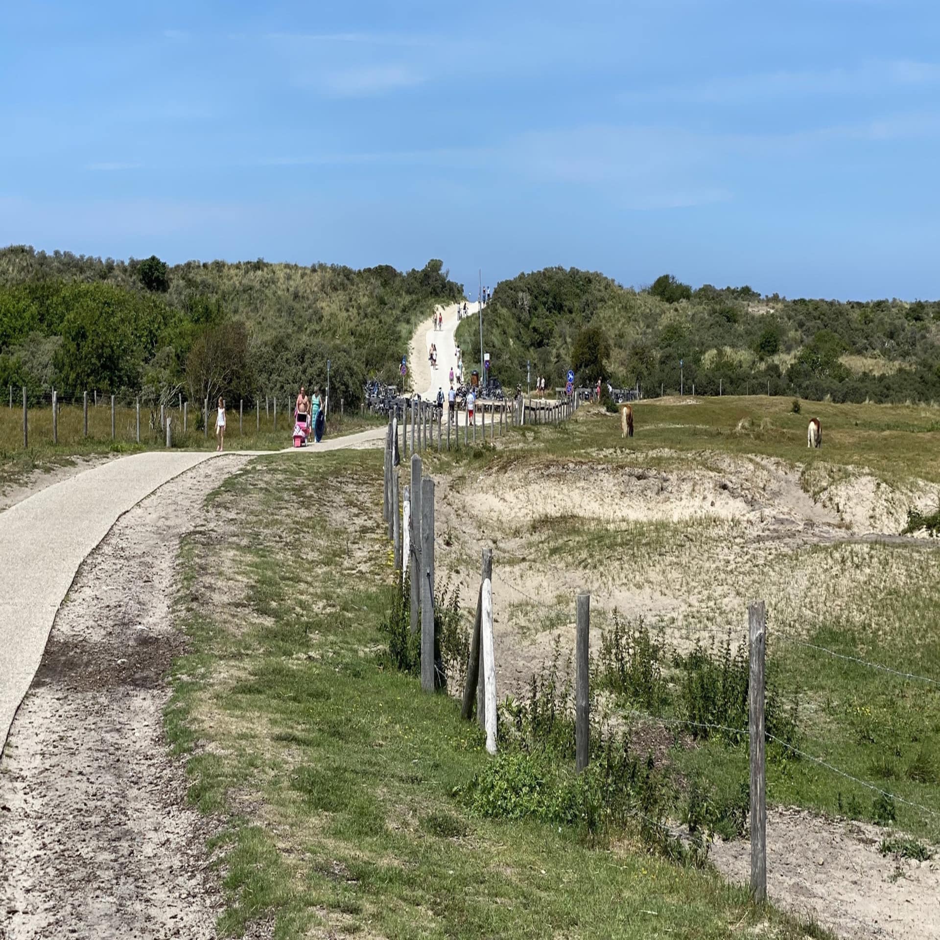 Familien auf einem Fußweg durch die Dünen, rechts eine Weide mit Ponys. 