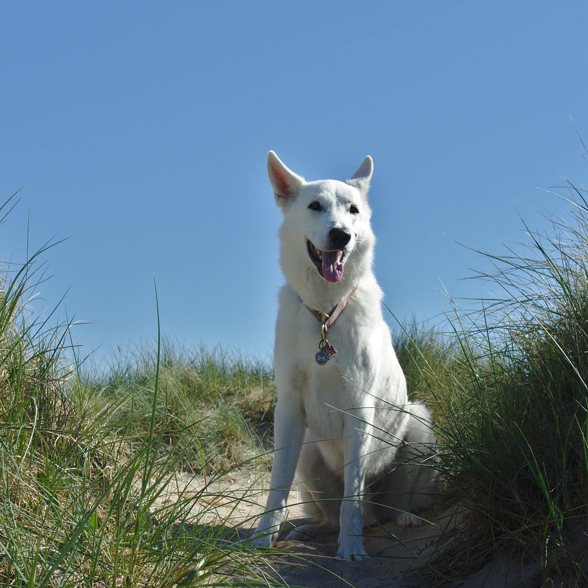 Ein Hund sitzt inmitten einer Düne