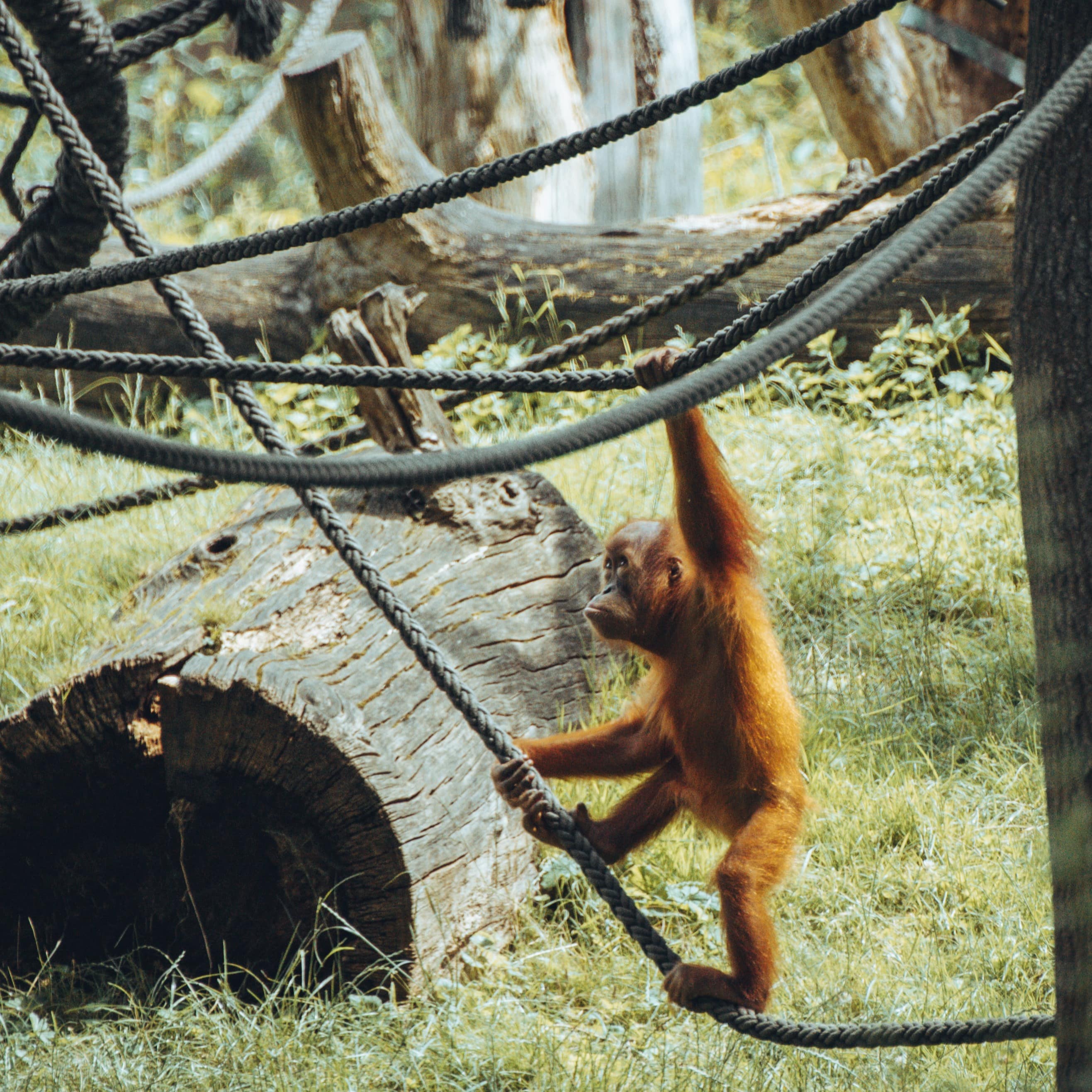 Ein Orang-Utan im Zoo